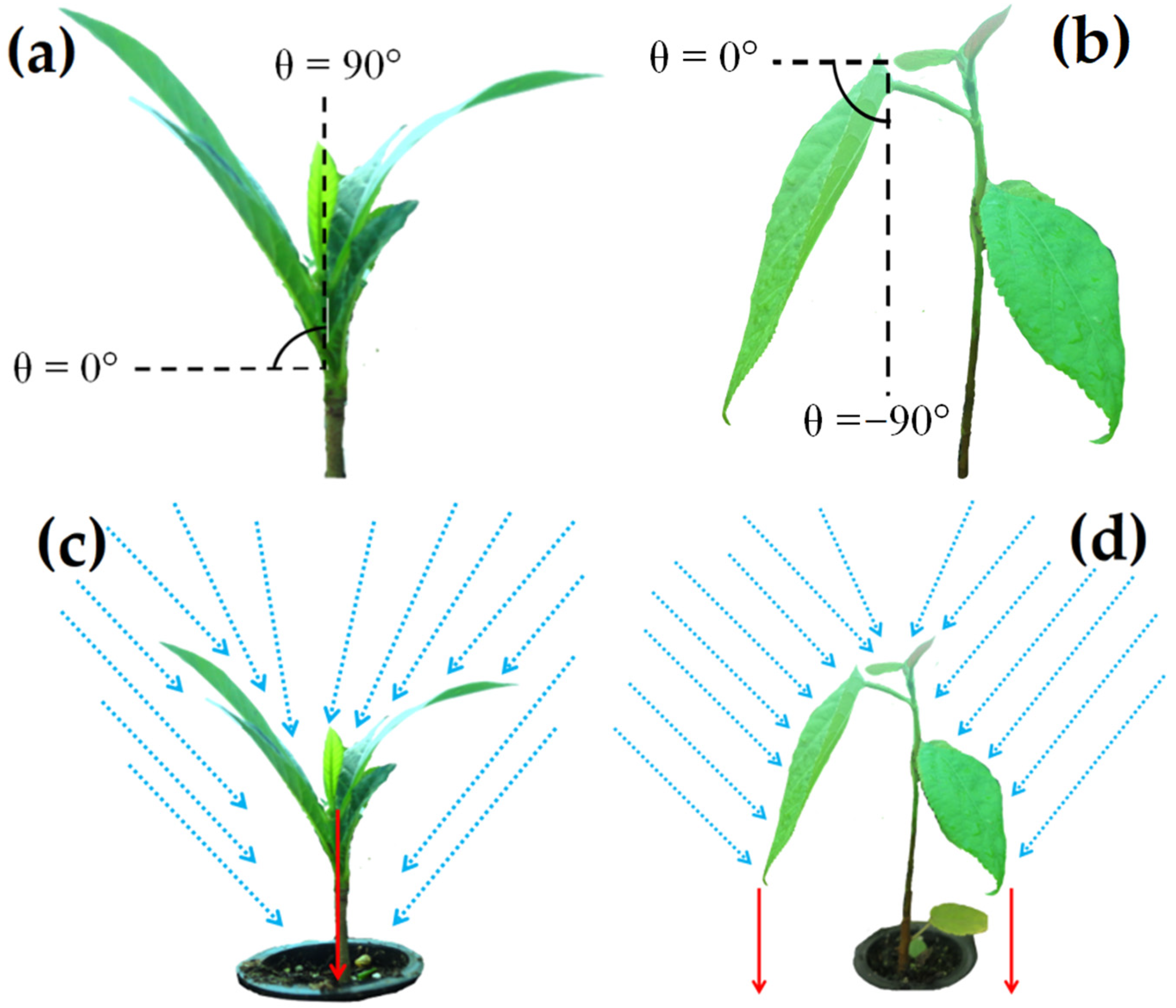 Forests 13 00832 g003