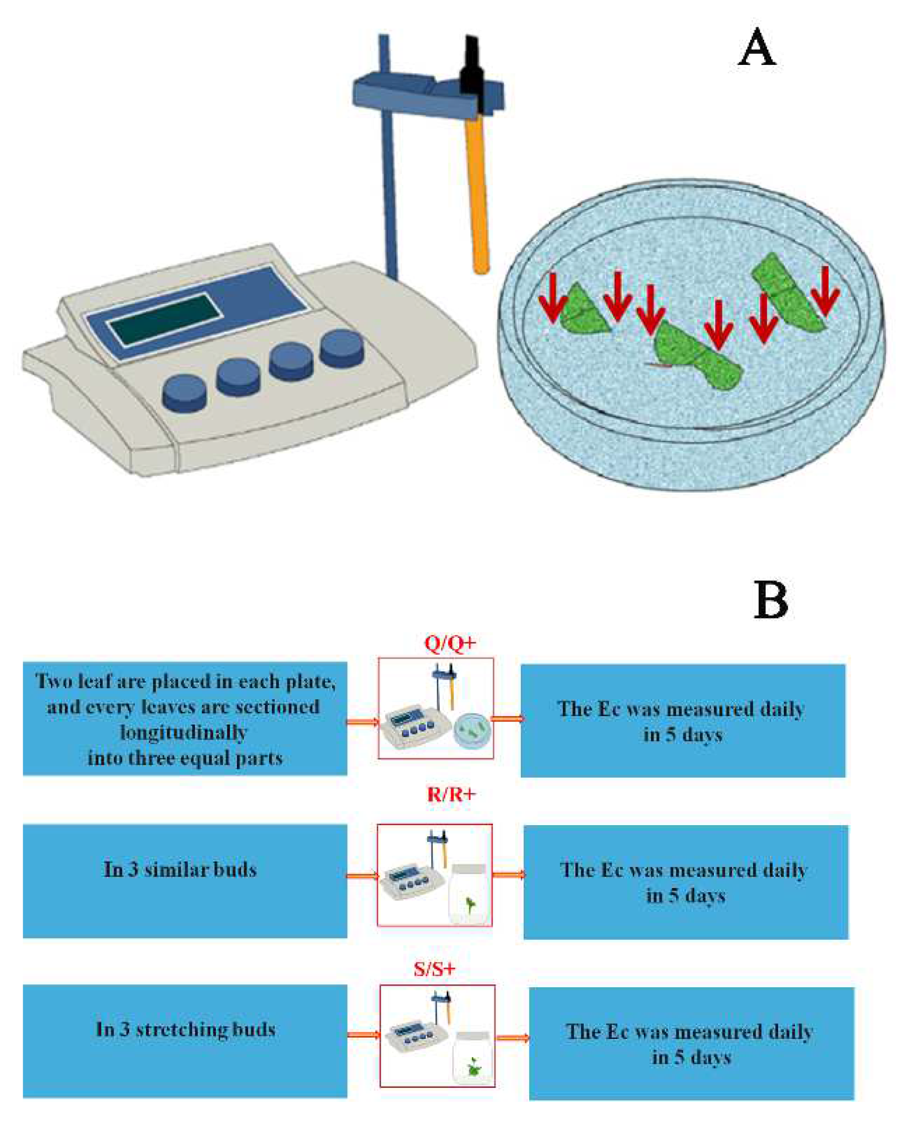 Forests 13 00835 g002 Forests 13 00835 g002