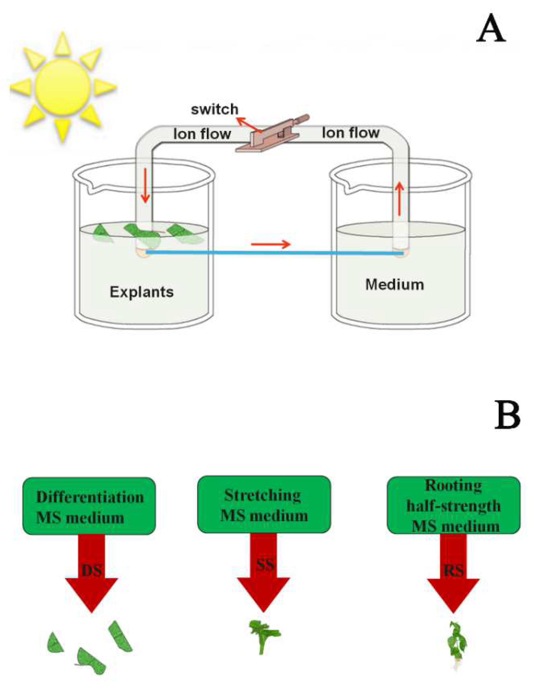 Forests 13 00835 g003 Forests 13 00835 g003
