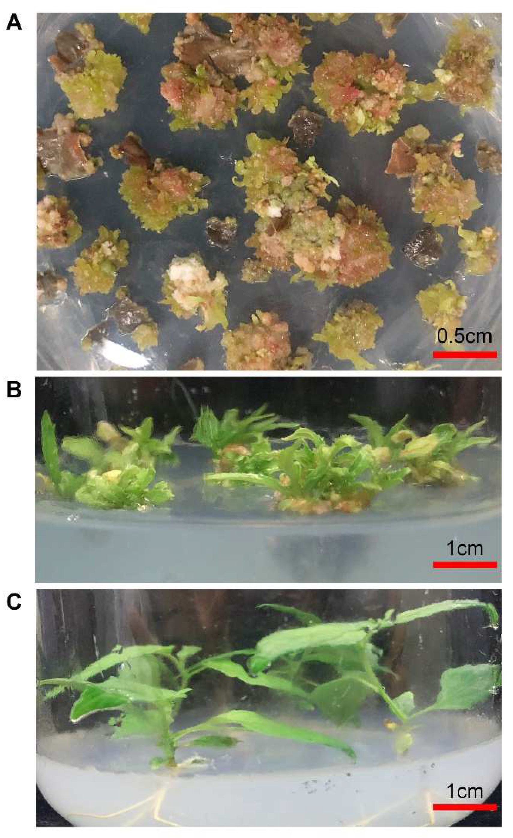 Forests 13 00835 g007 Forests 13 00835 g007