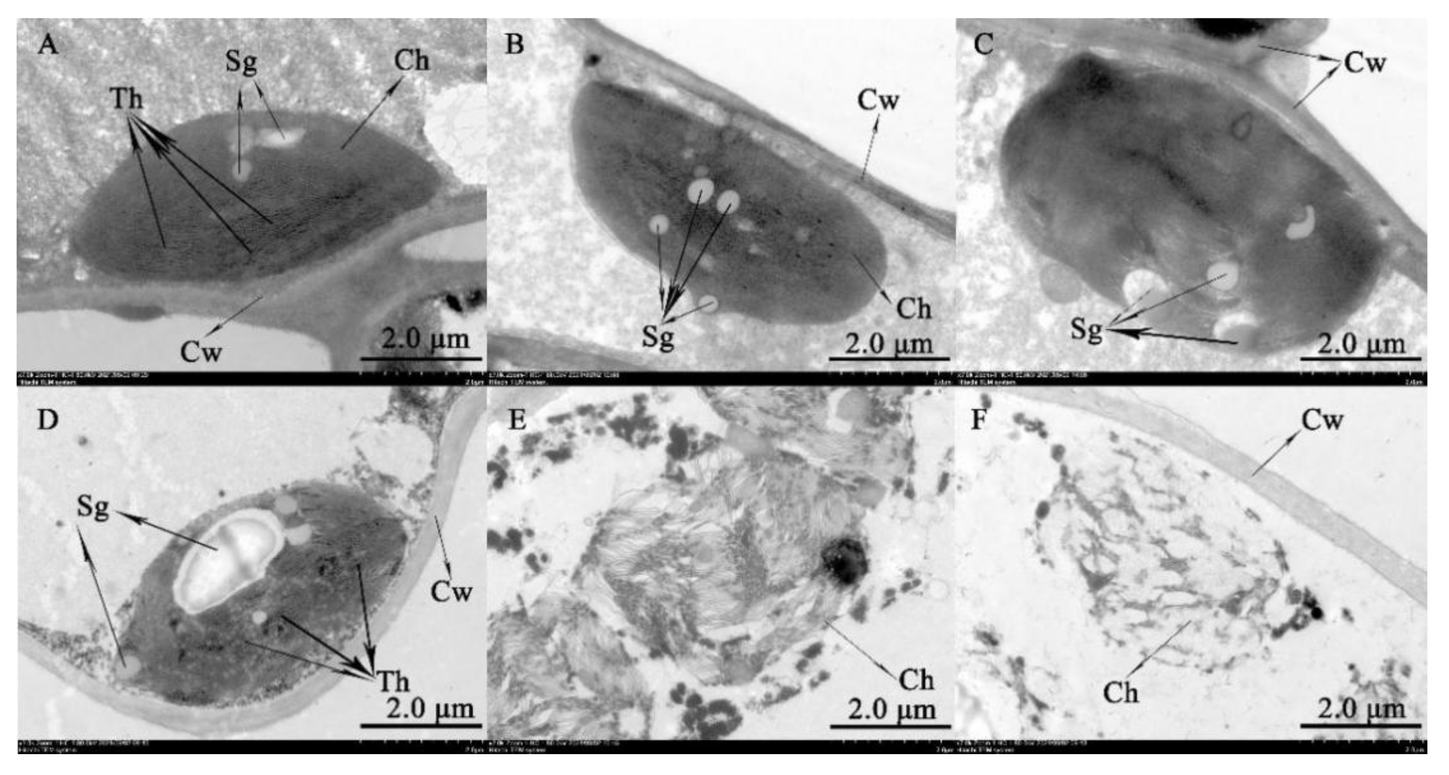 Forests 13 00836 g005 Forests 13 00836 g005