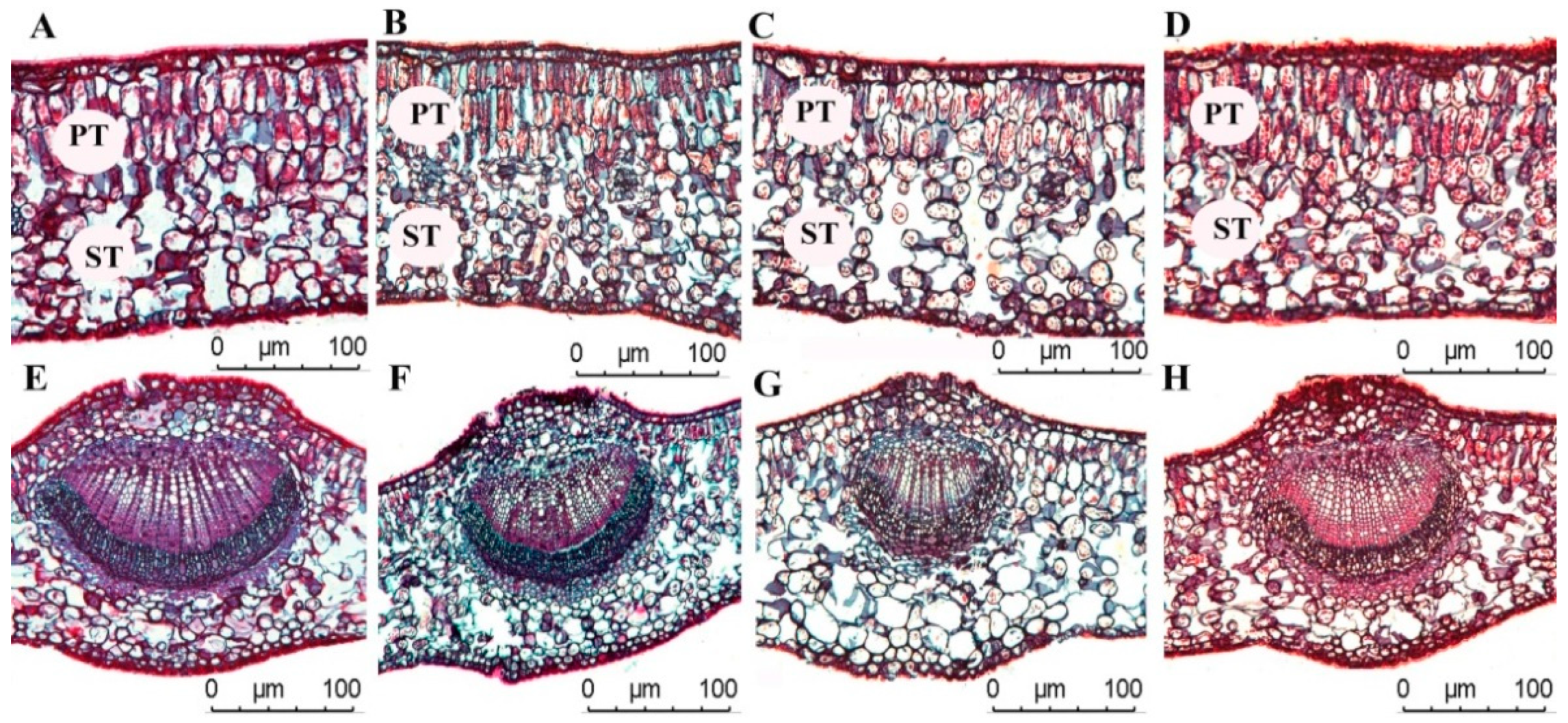 Forests 13 00918 g002