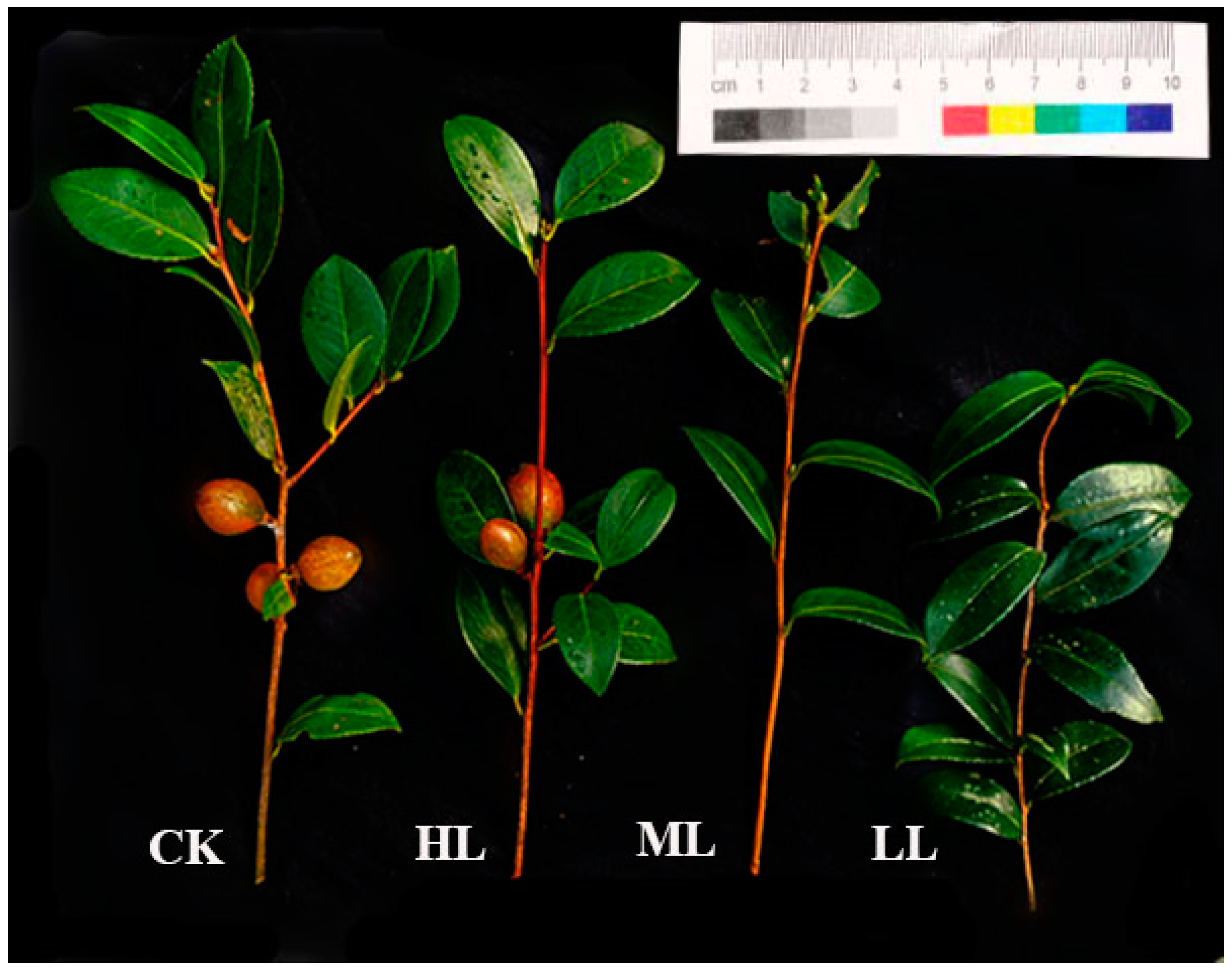 Forests 13 00918 g008