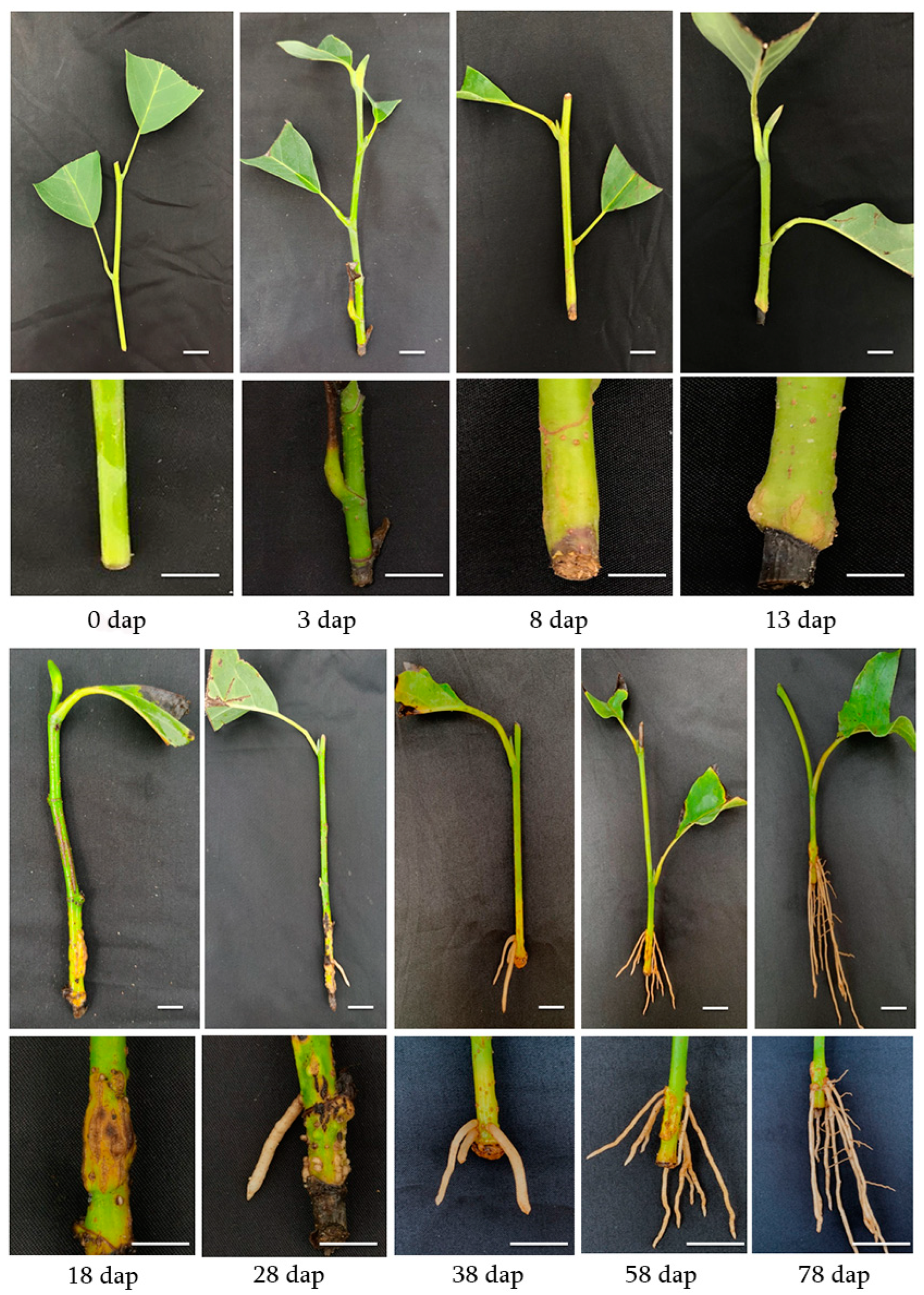Forests 13 00925 g004