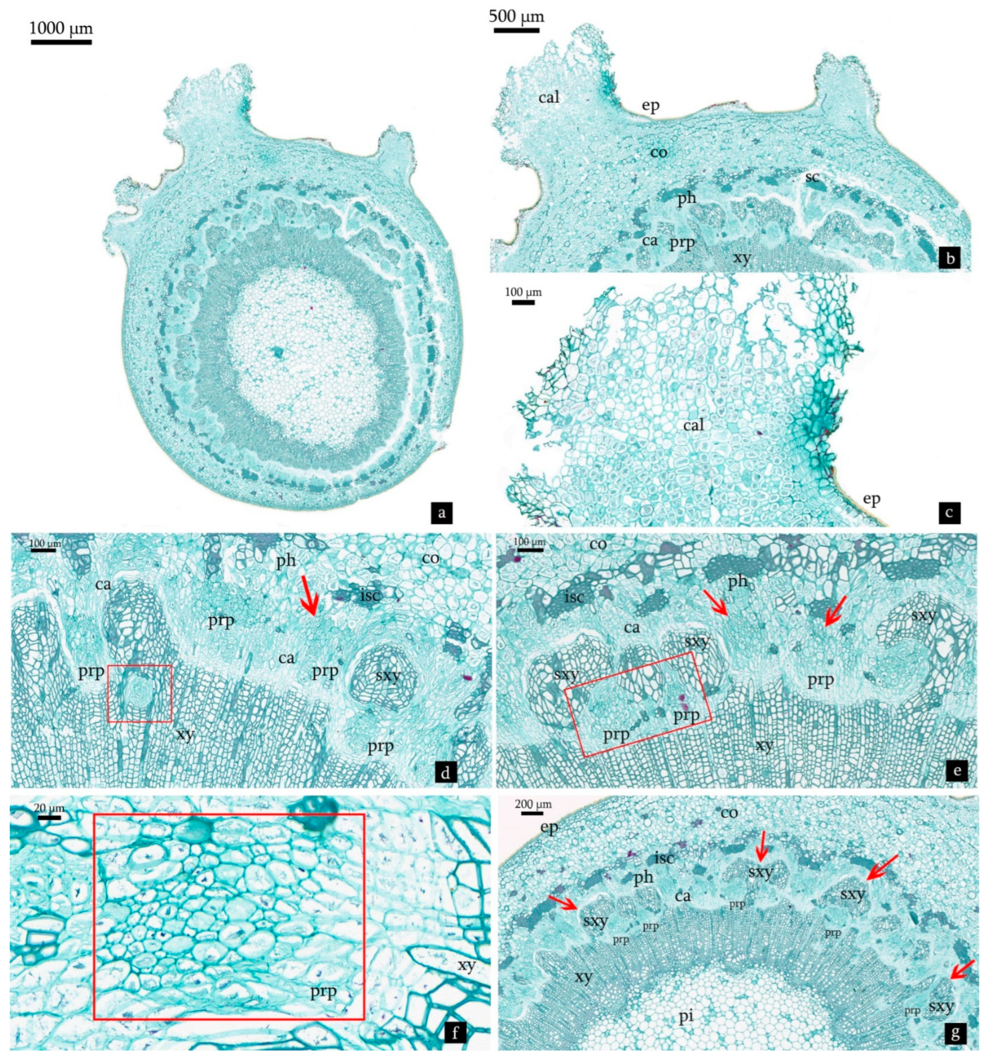Forests 13 00925 g006