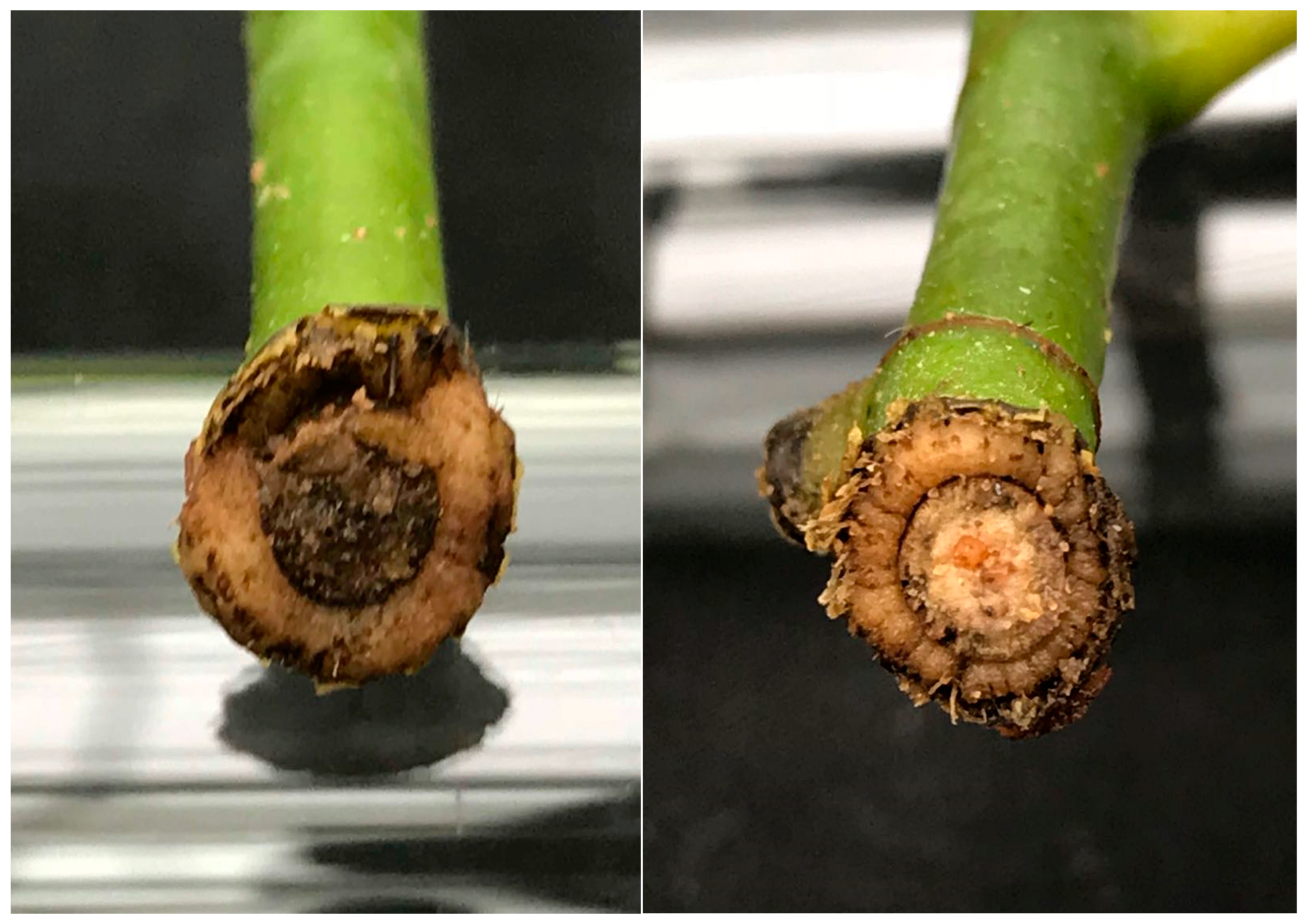 Forests 13 00925 g0a1