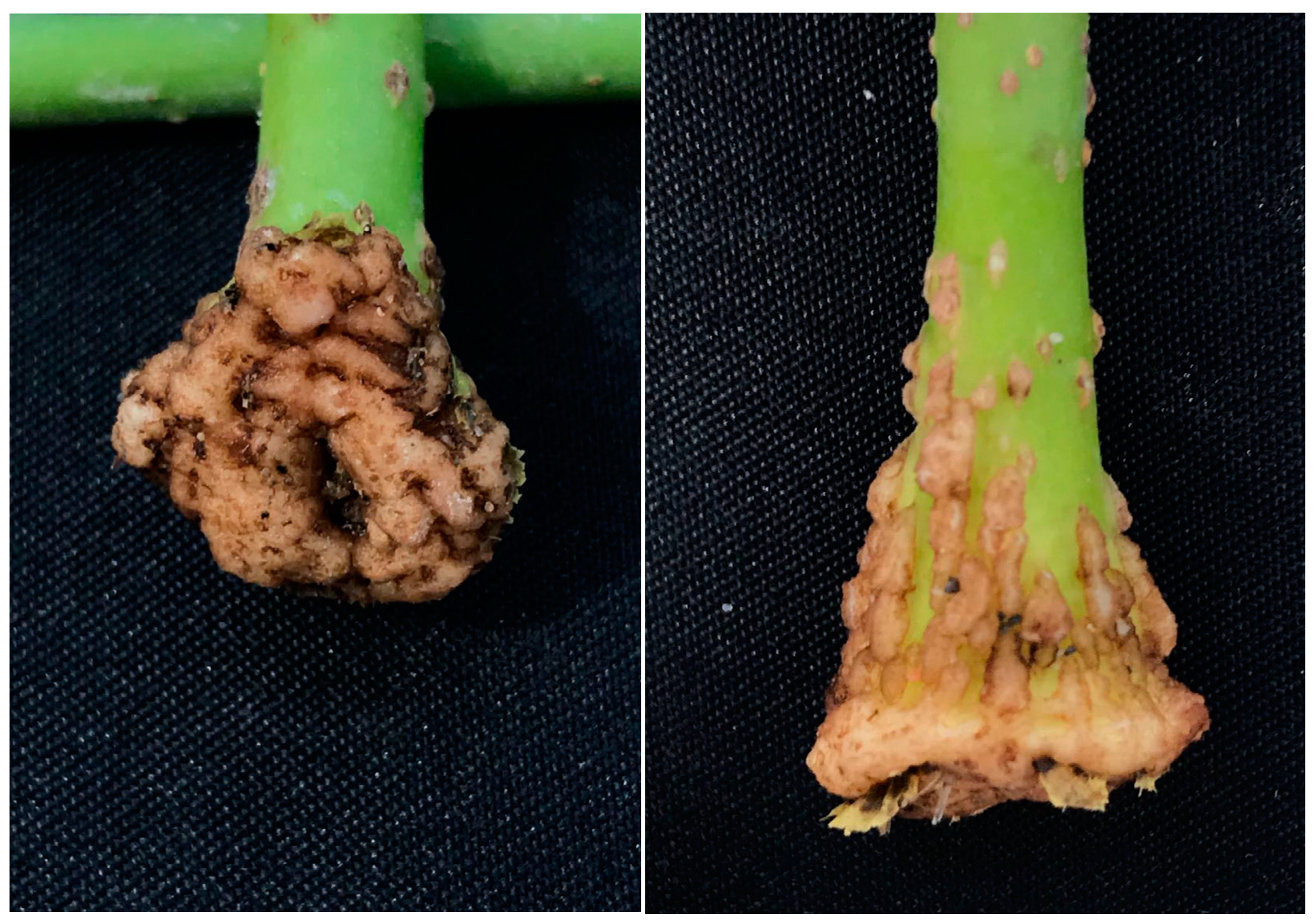 Forests 13 00925 g0a2