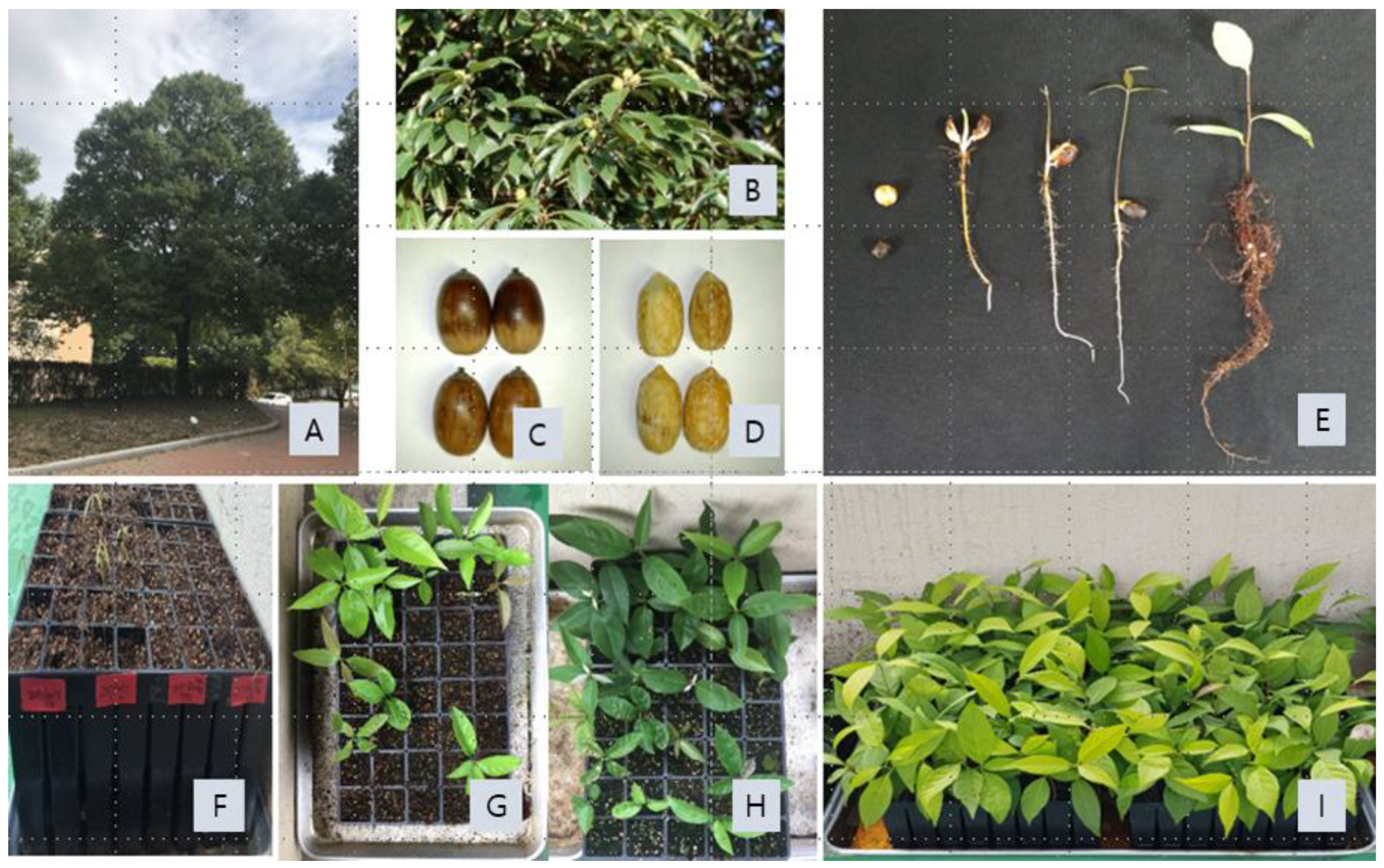 Forests 13 00938 g002