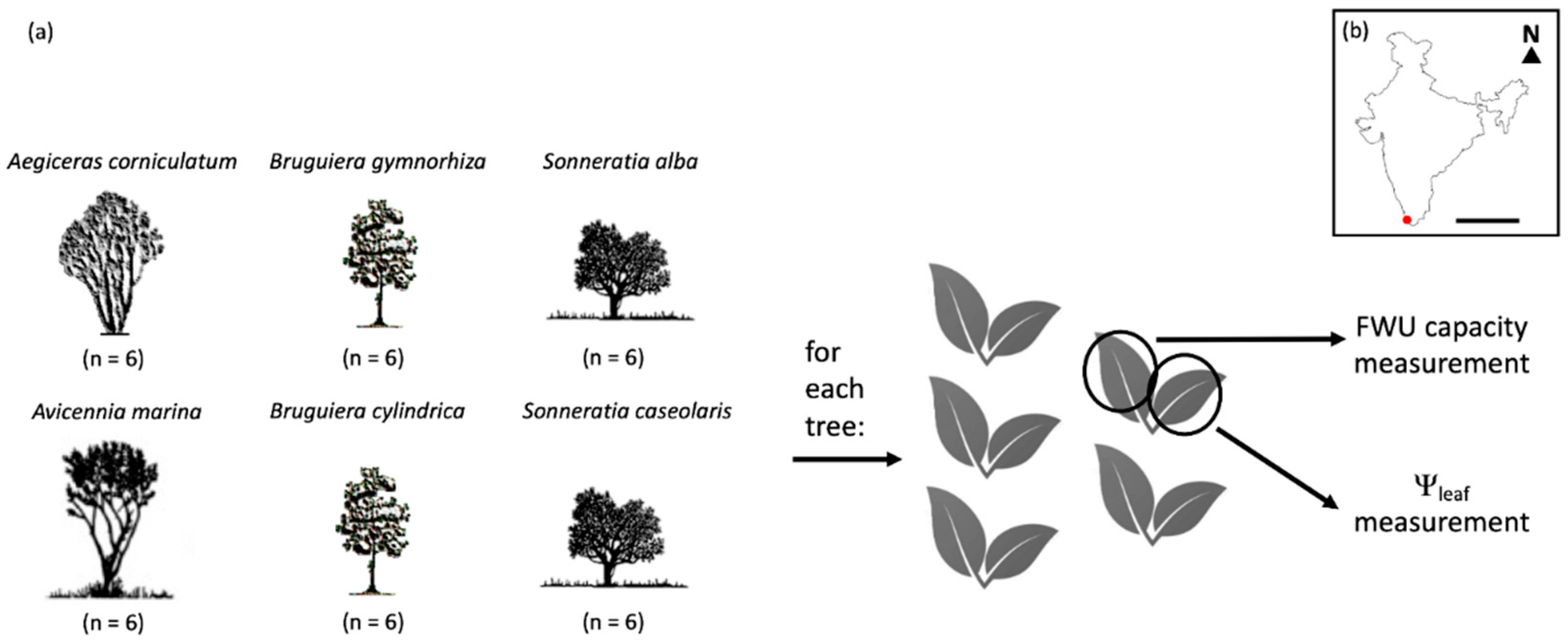 Forests 13 00951 g001