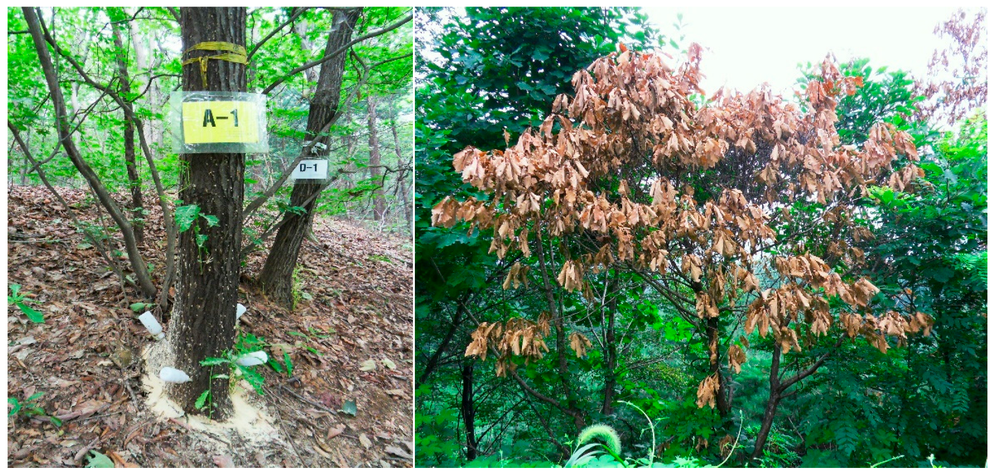 Forests 13 00964 g003