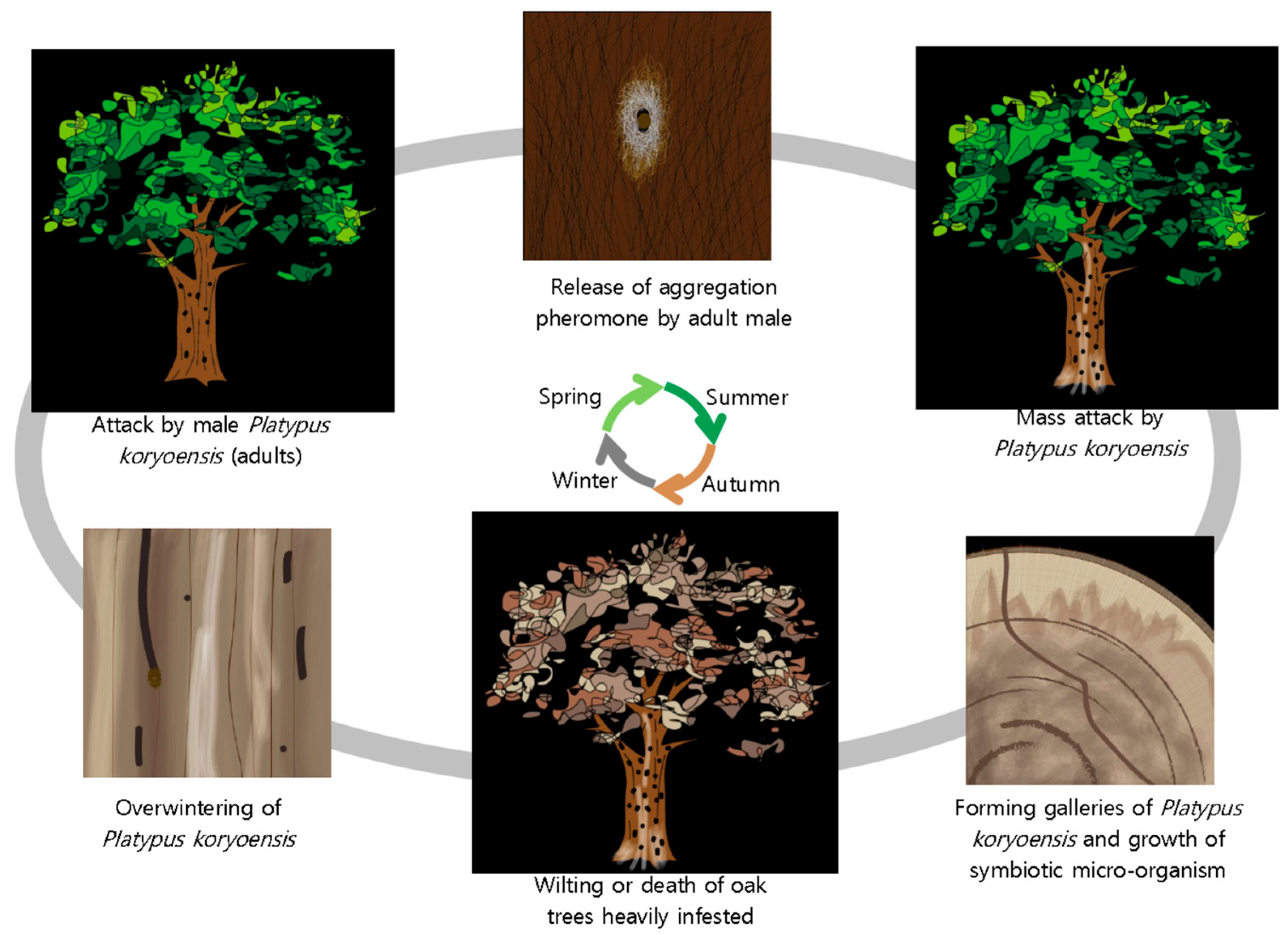 Forests 13 00964 g004
