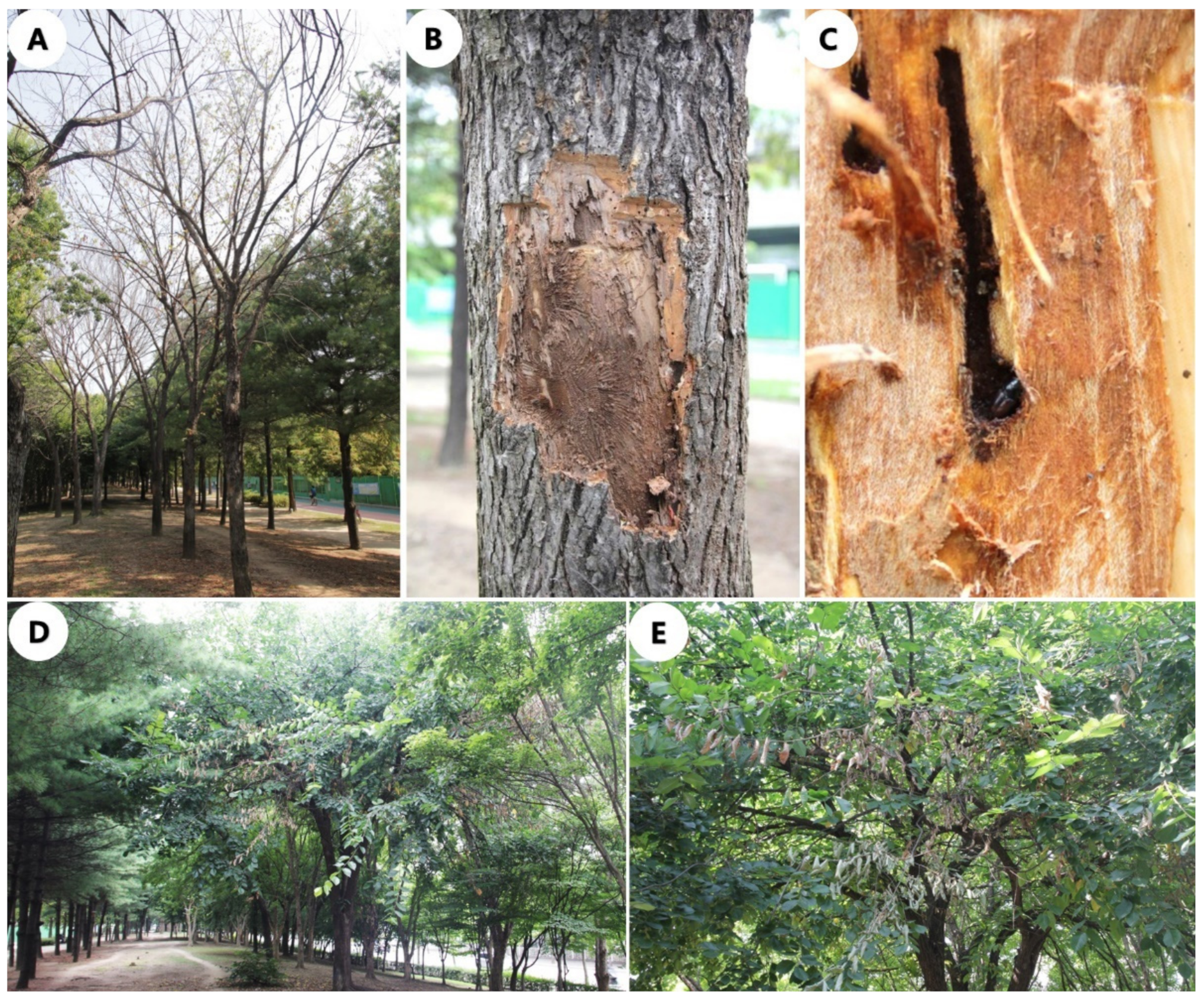 Forests 13 00968 g001 550