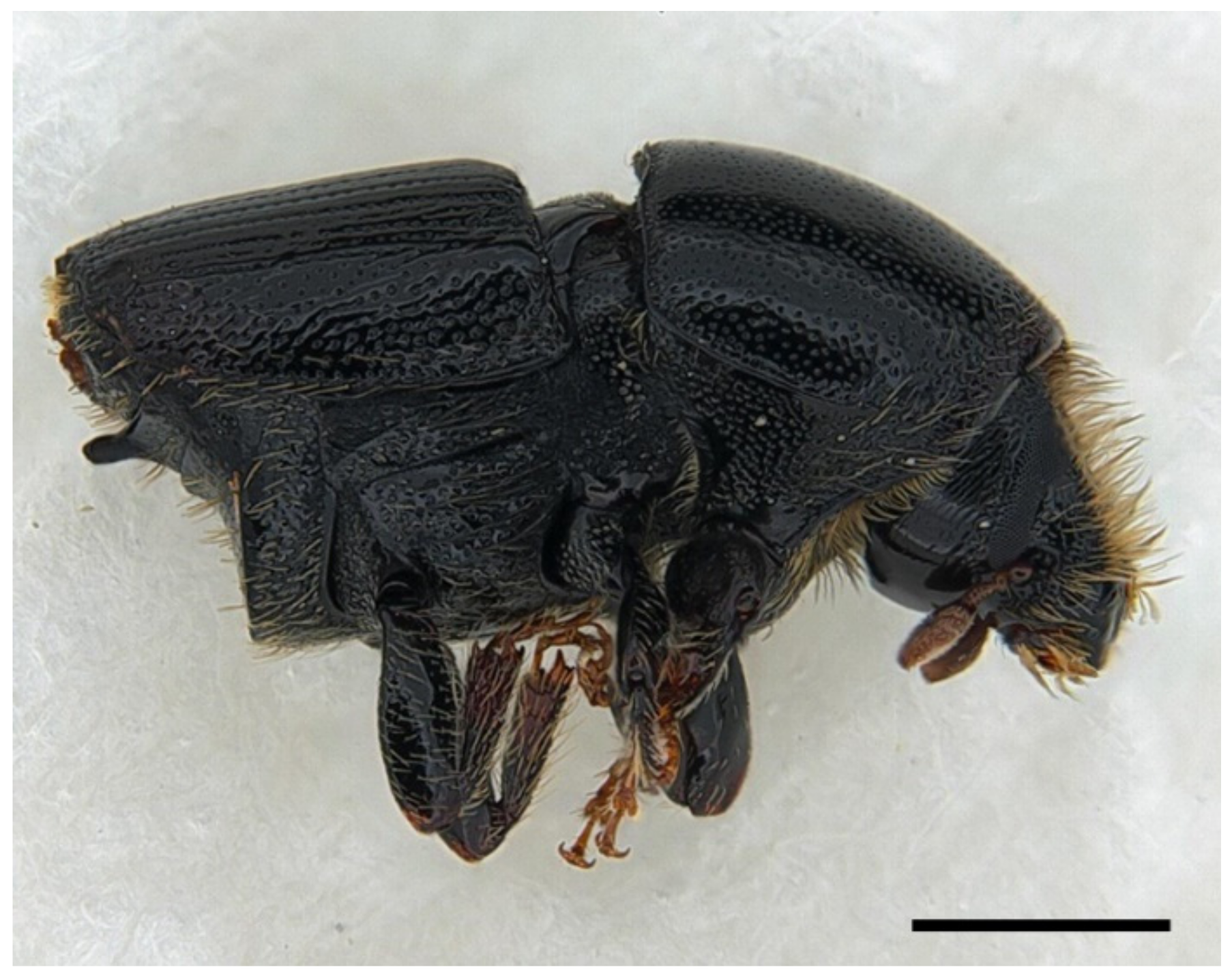 Forests 13 00968 g002 550