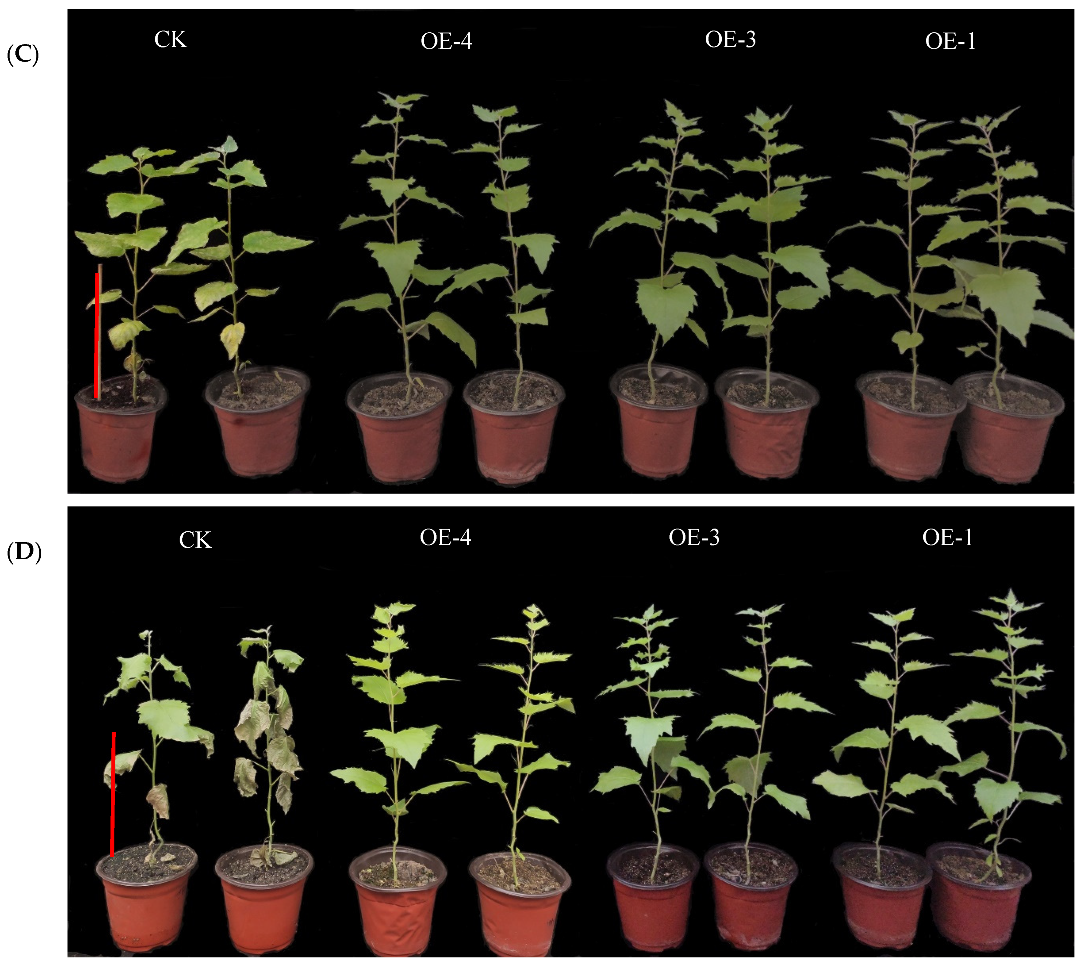 Forests 13 00971 g007b 550