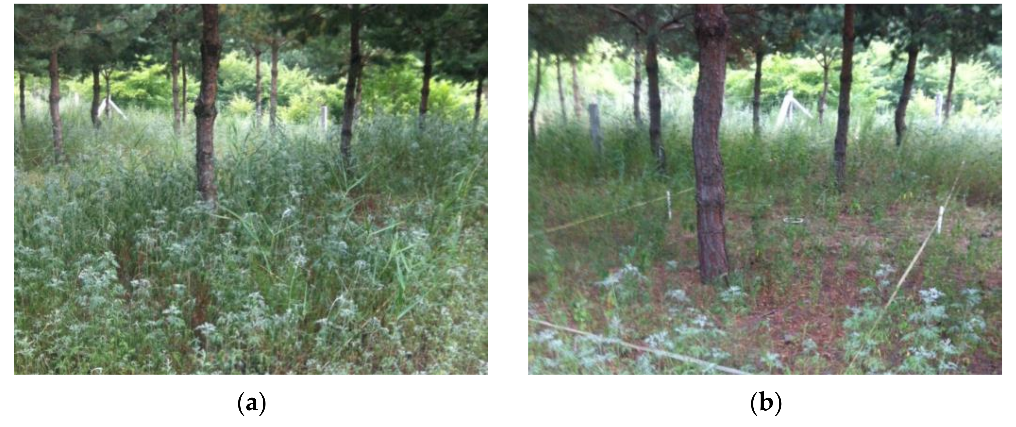 Forests 13 00984 g006 Forests 13 00984 g006