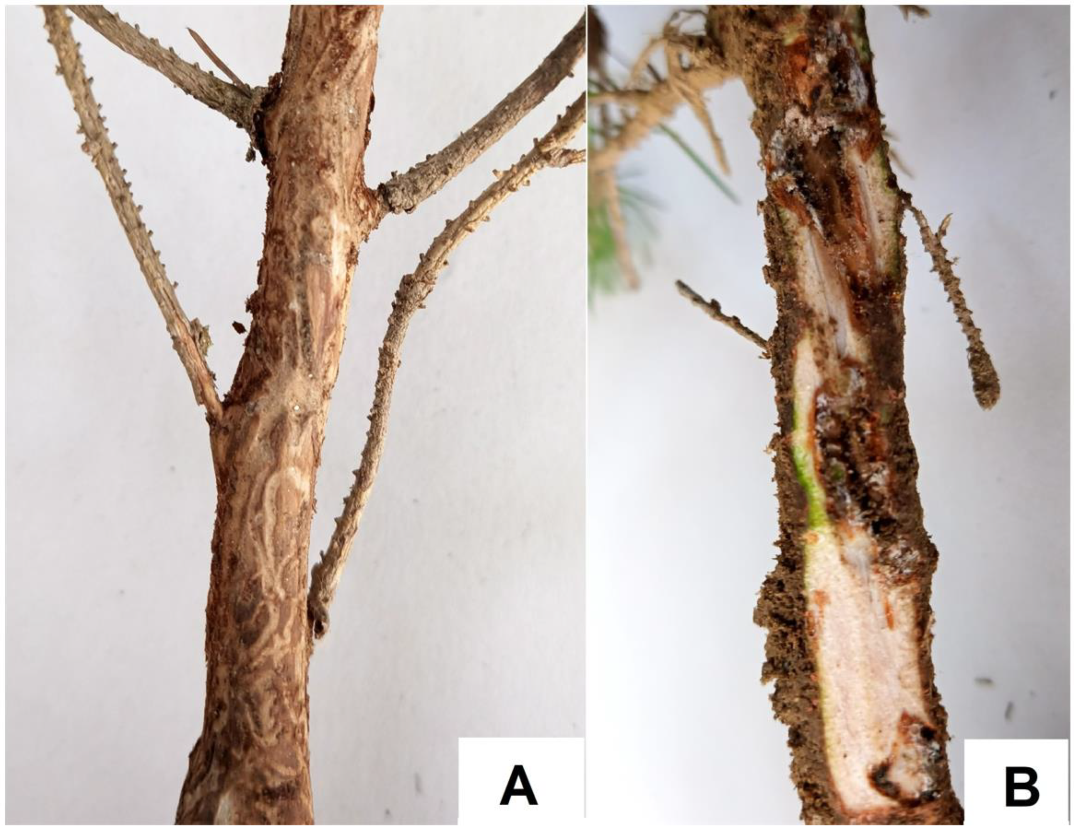 Forests 13 00987 g002 550