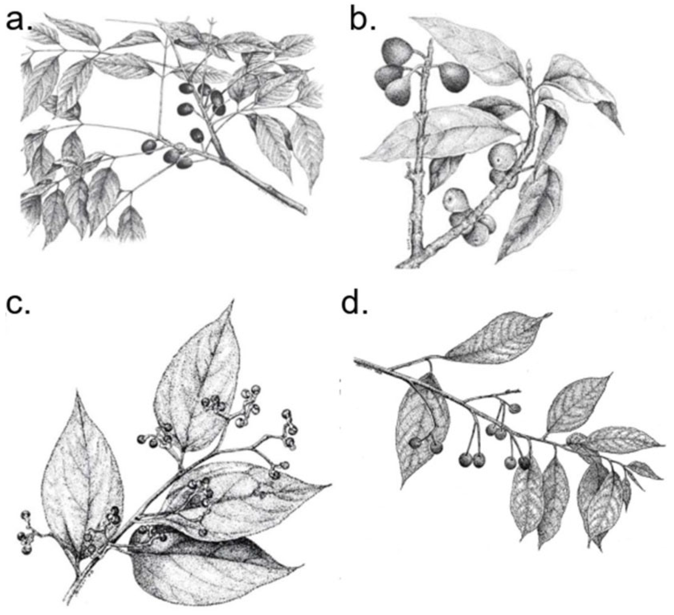 Forests 13 00993 g002