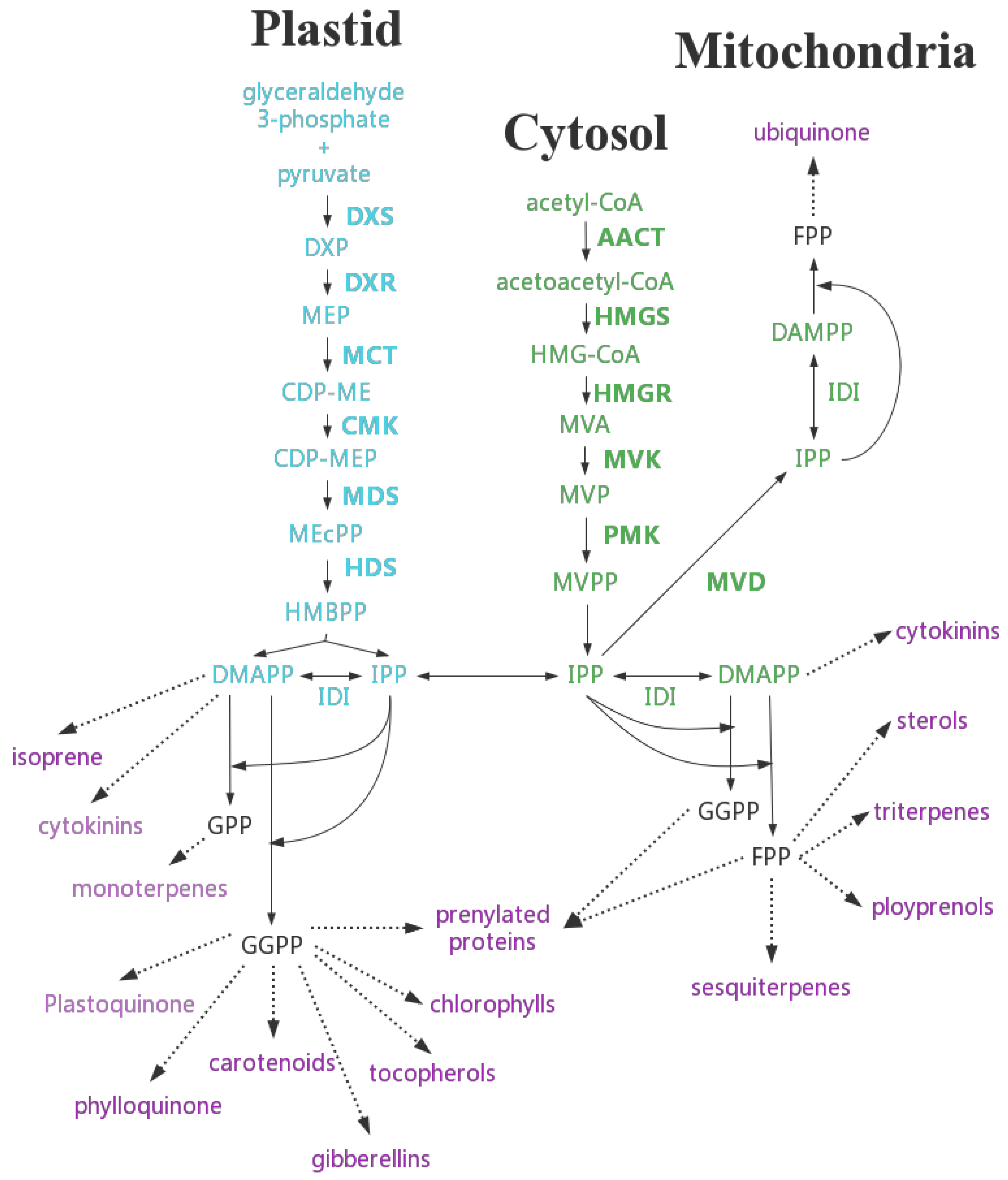 Forests 13 01020 g003 550