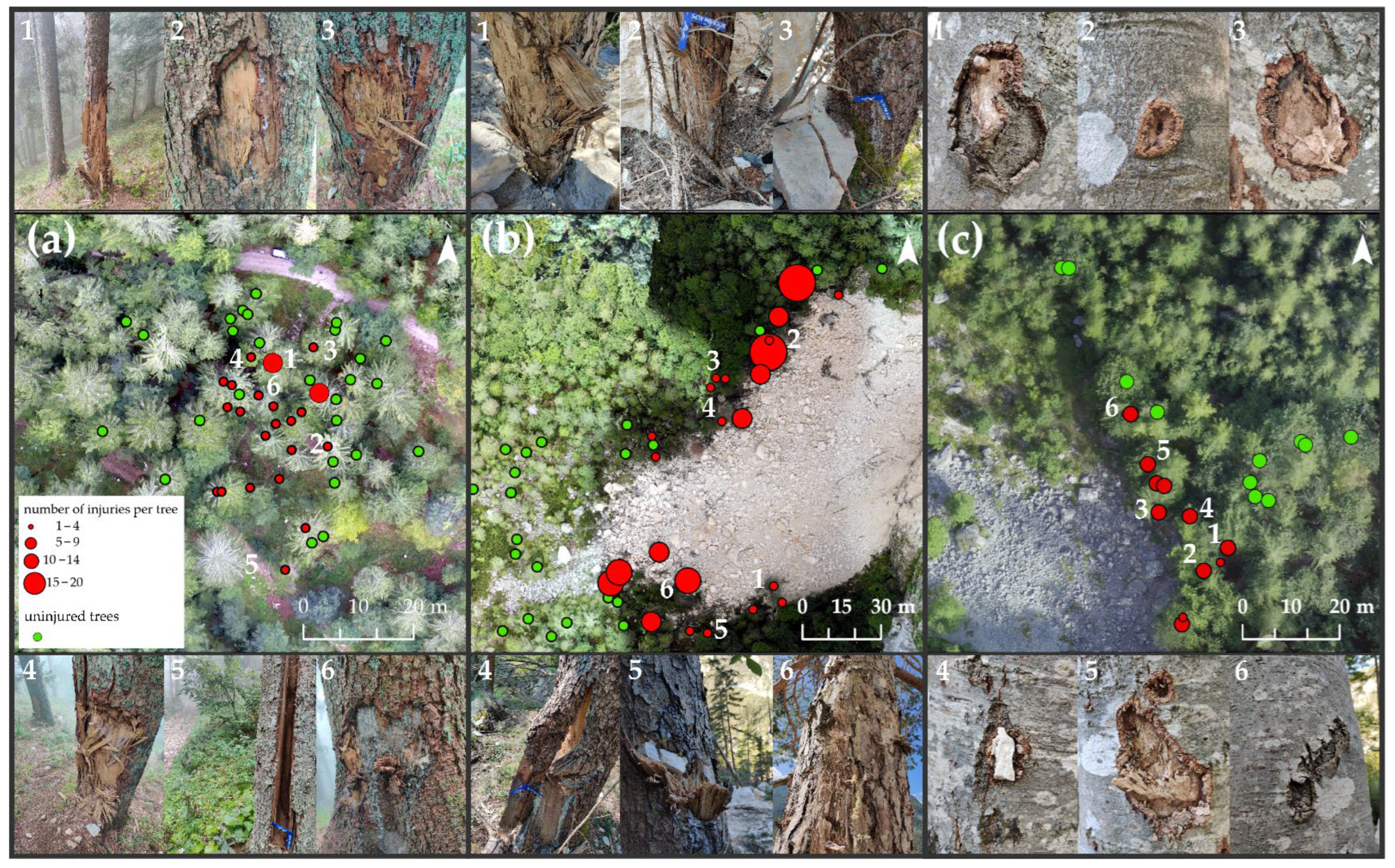 Forests 13 01039 g006