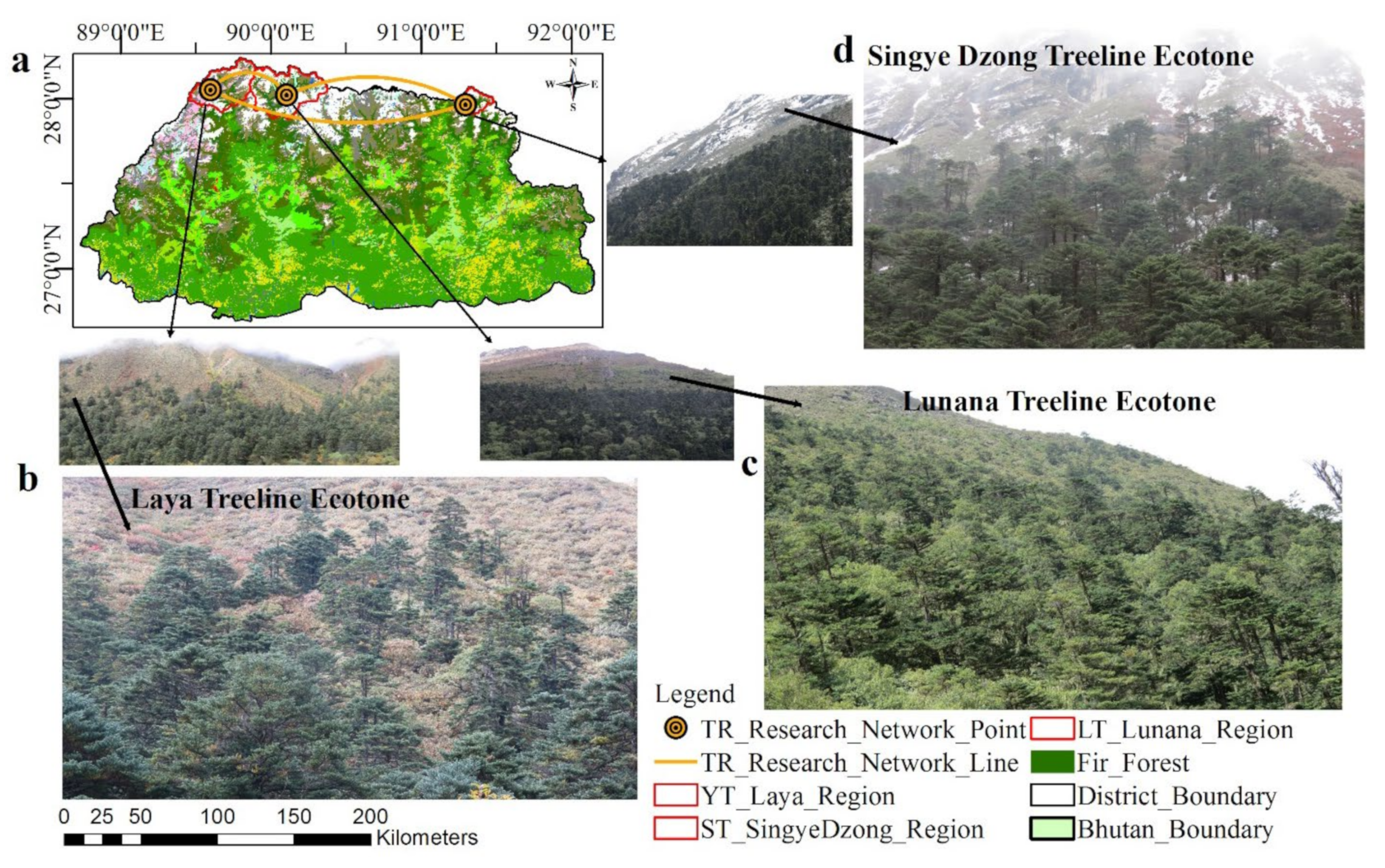 Treeline ecotone patterns matter