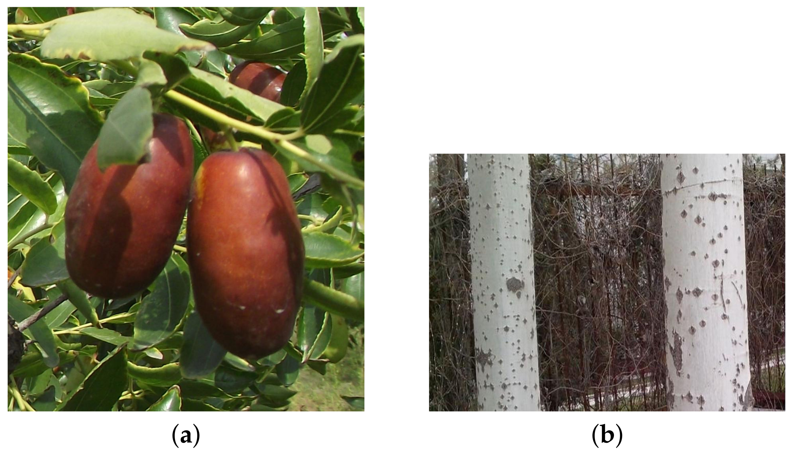 Forests 13 01063 g002 550