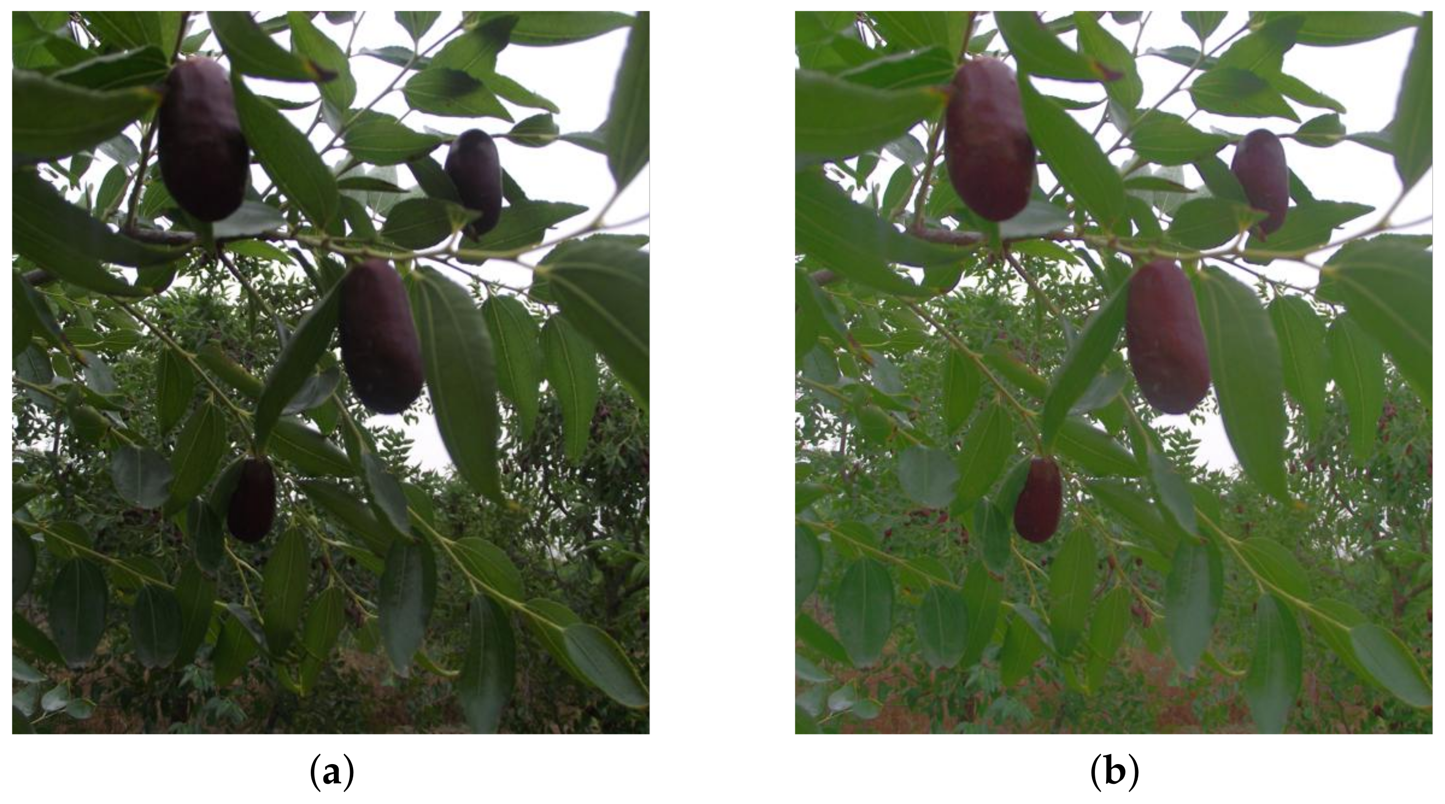 Forests 13 01063 g004 550