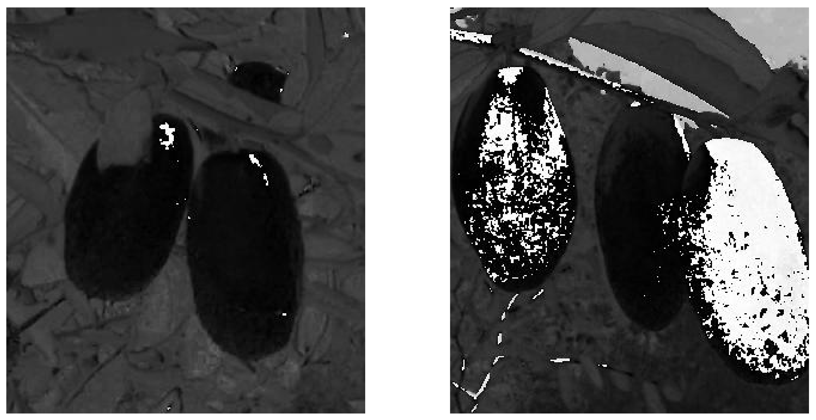 Forests 13 01063 g009 550