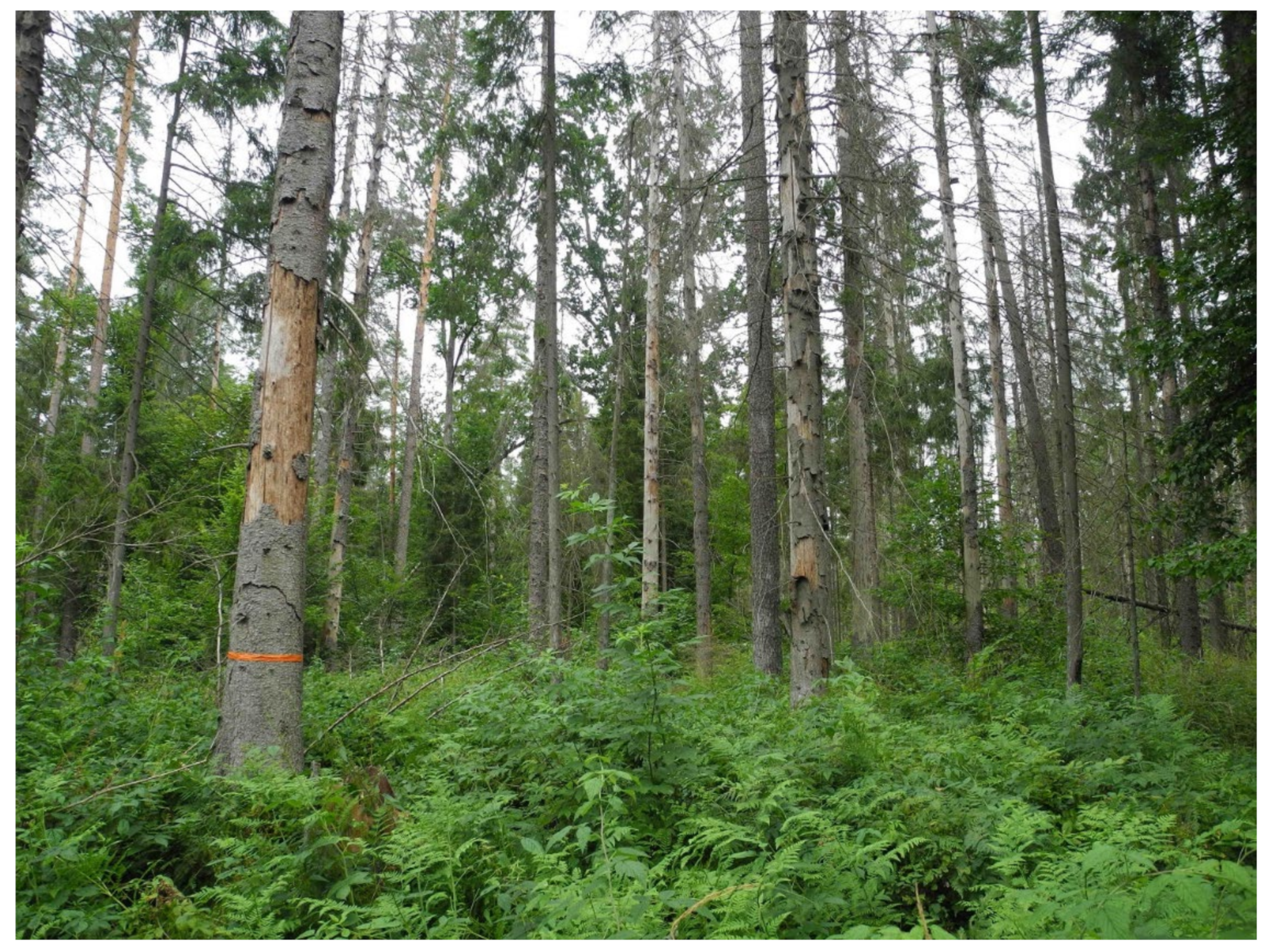 Forests 13 01073 g001 550