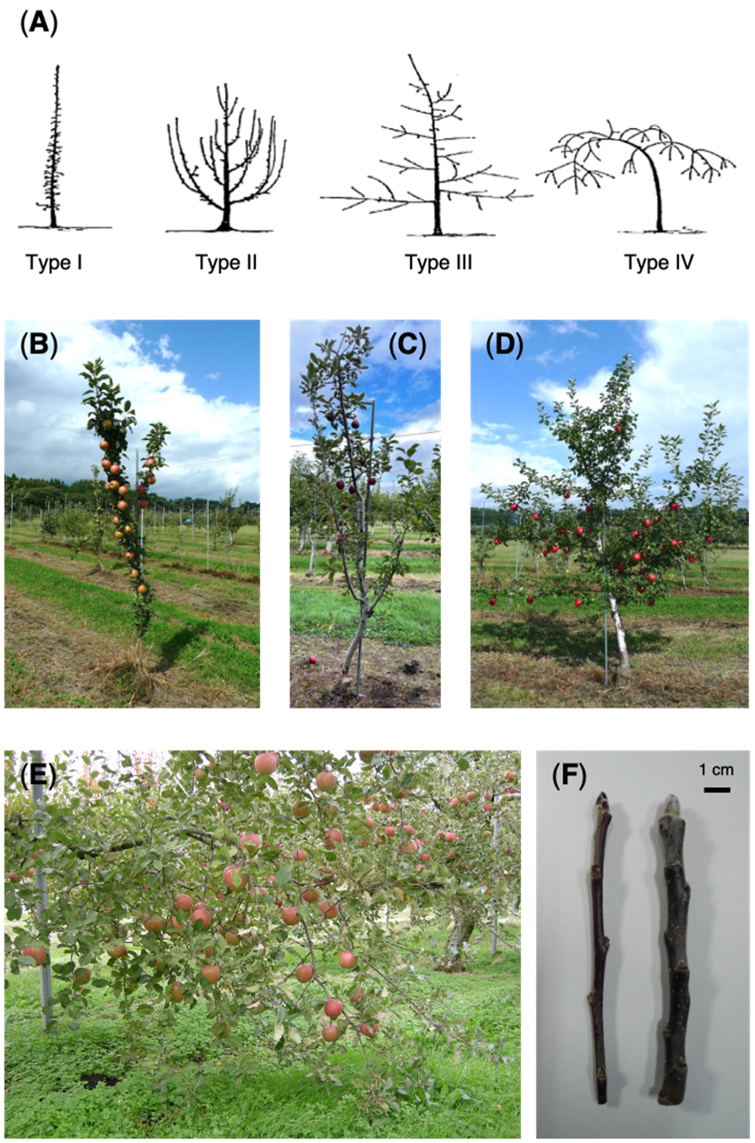 Forests 13 01084 g001 Forests 13 01084 g001