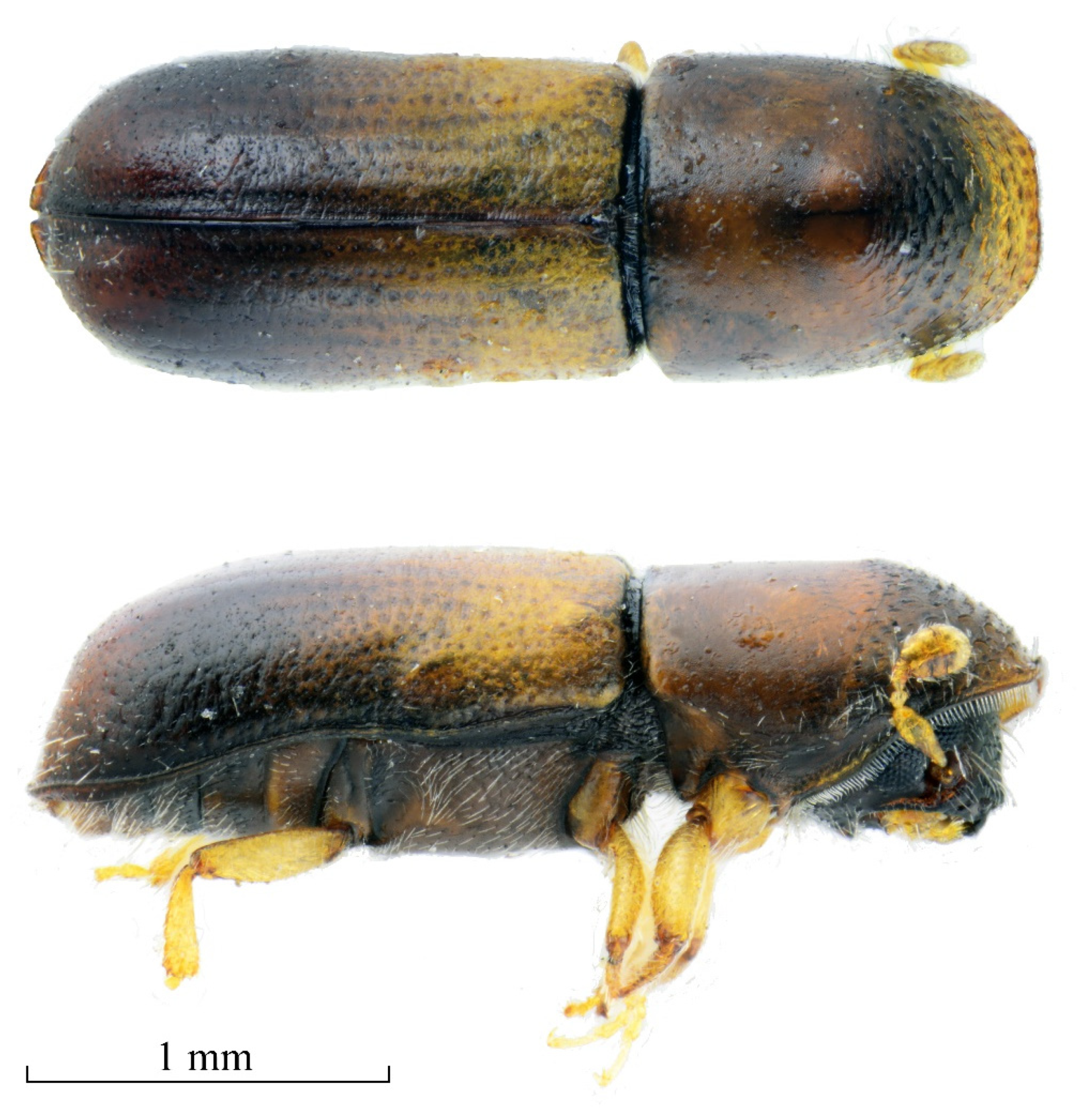 Forests 13 01097 g001 Forests 13 01097 g001