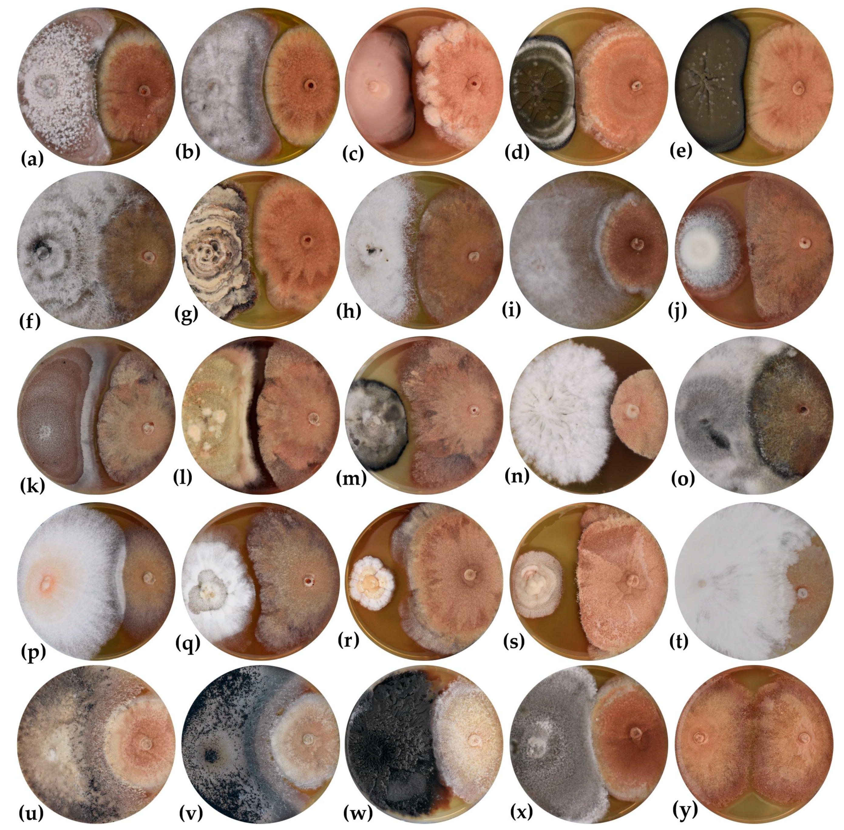 Forests 13 01098 g004 550