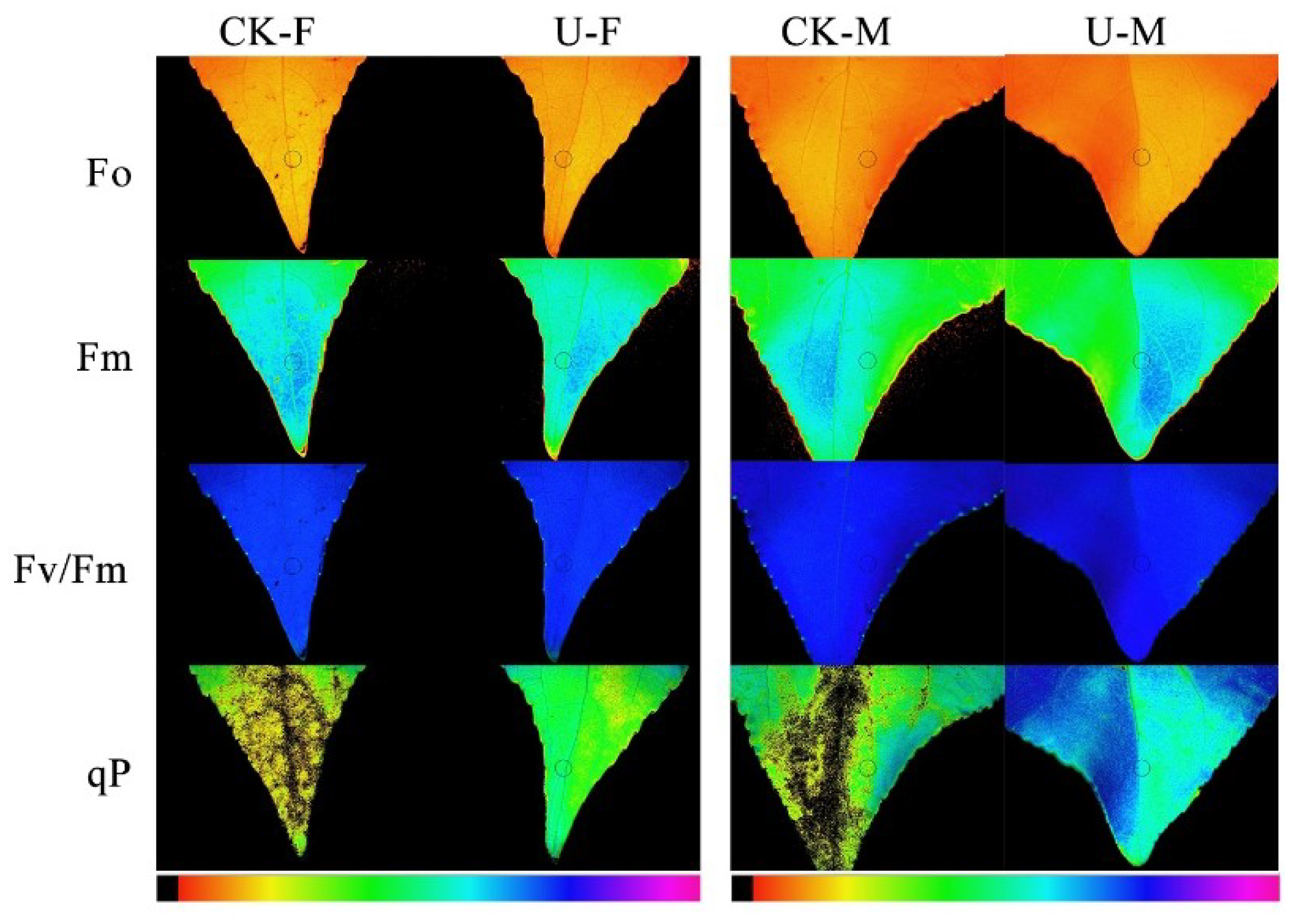 Forests 13 01123 g004