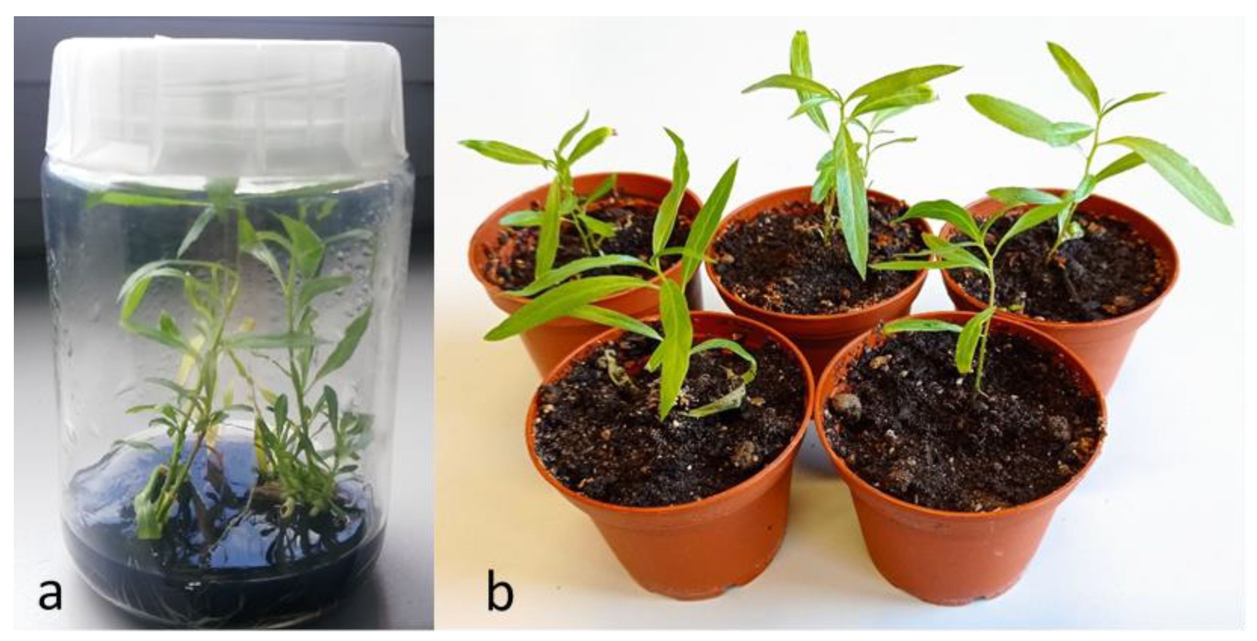 Forests 13 01124 g001