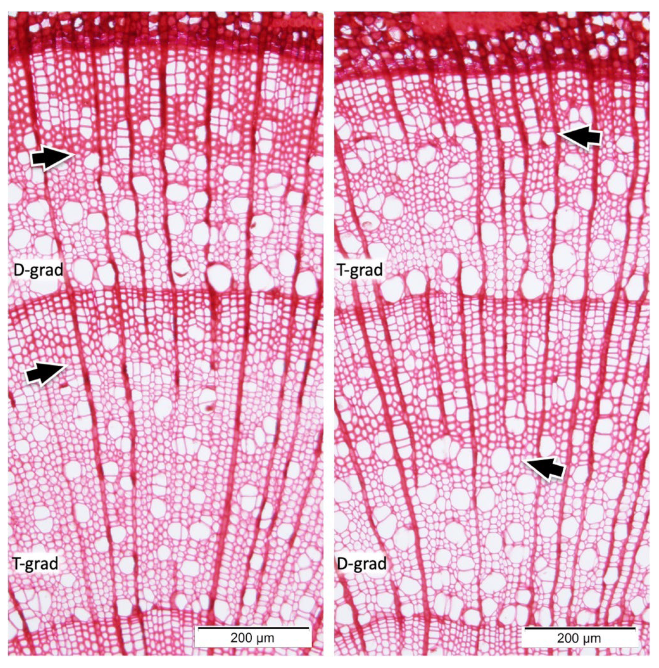 Forests 13 01151 g001