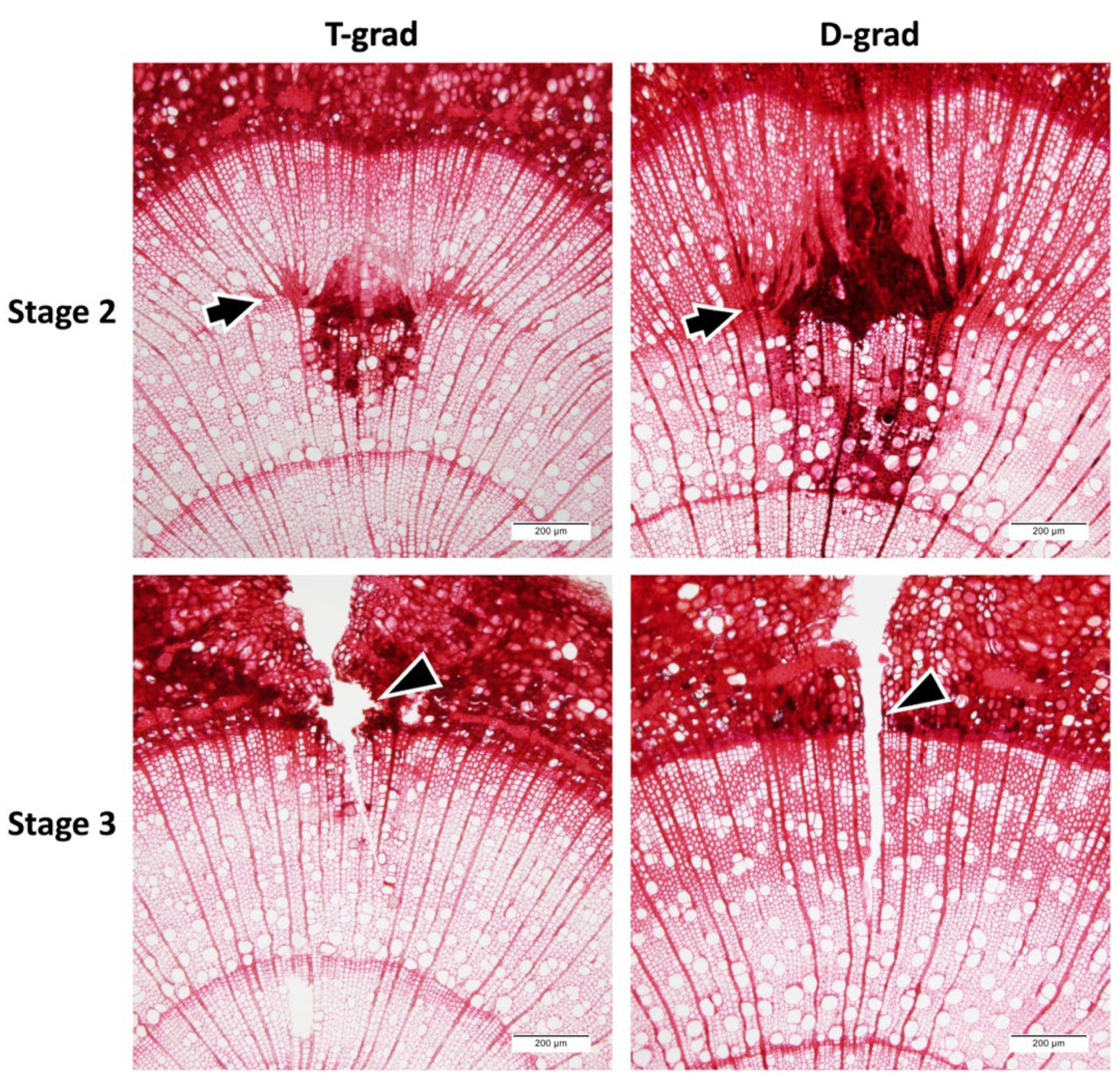 Forests 13 01151 g003