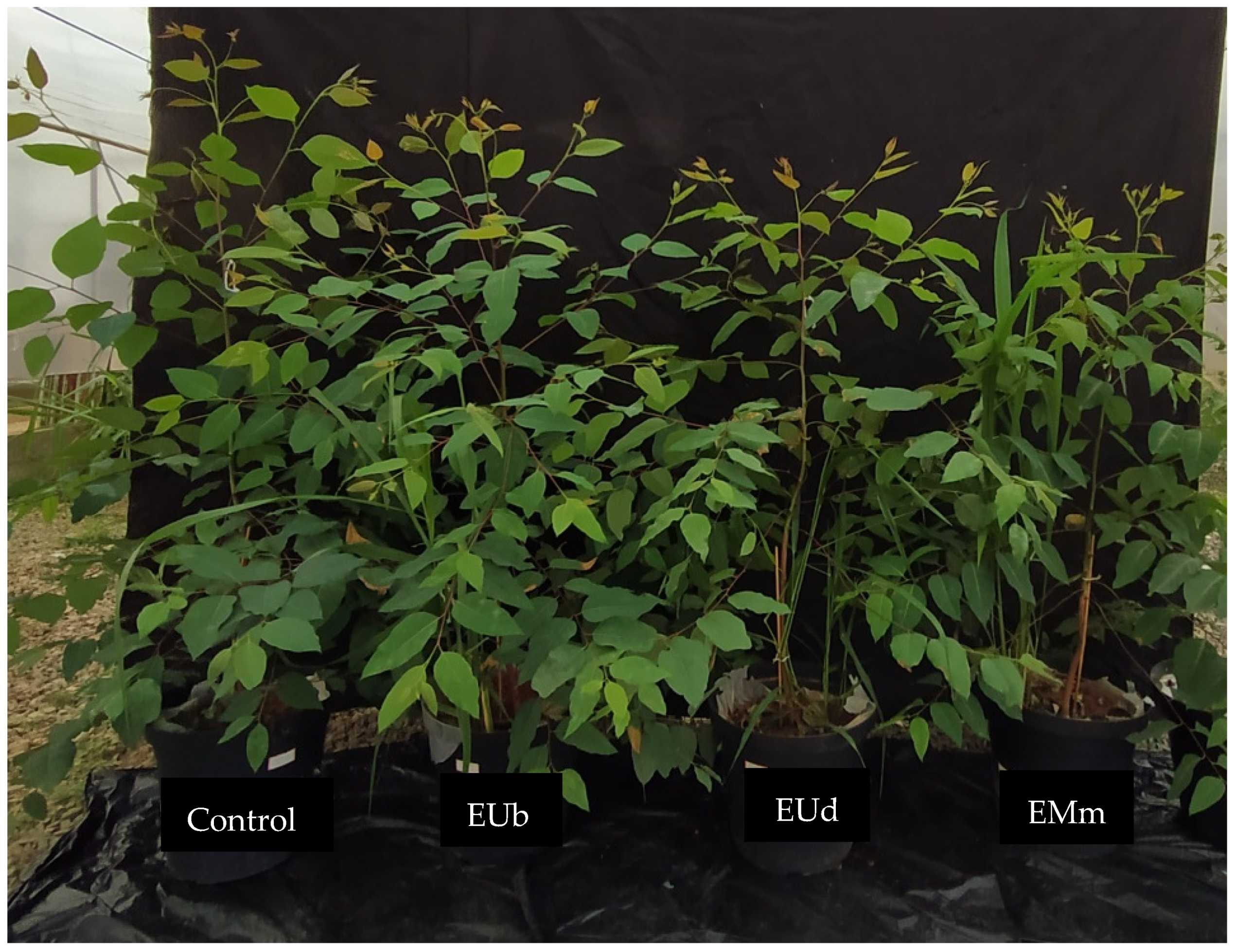 Forests 13 01157 g002