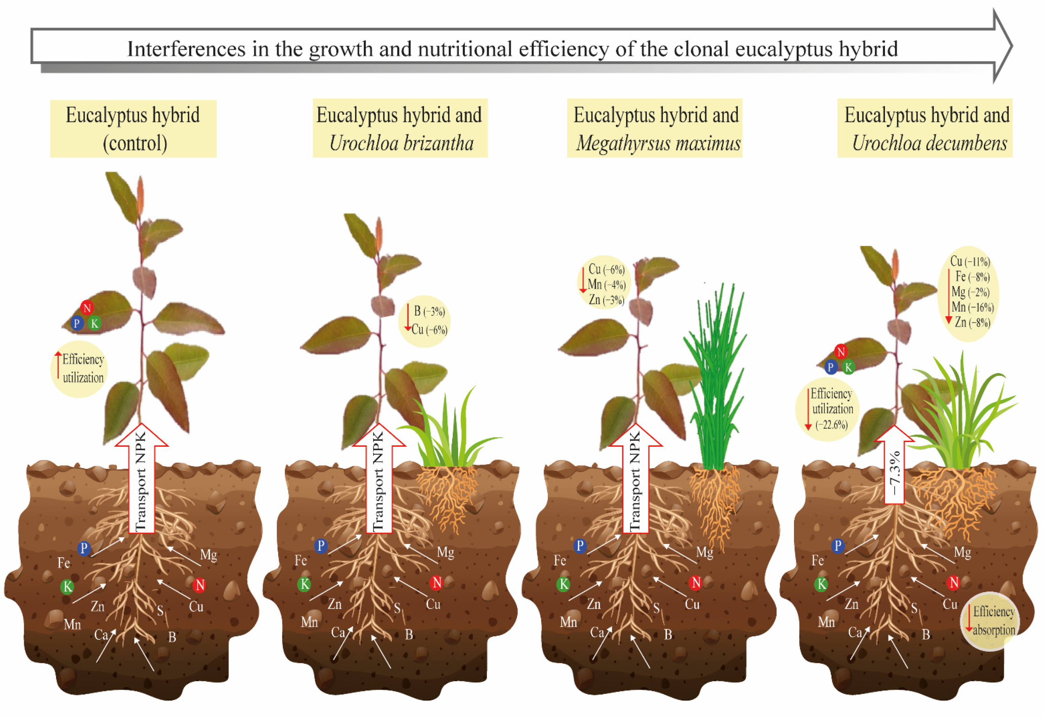 Forests 13 01157 g003