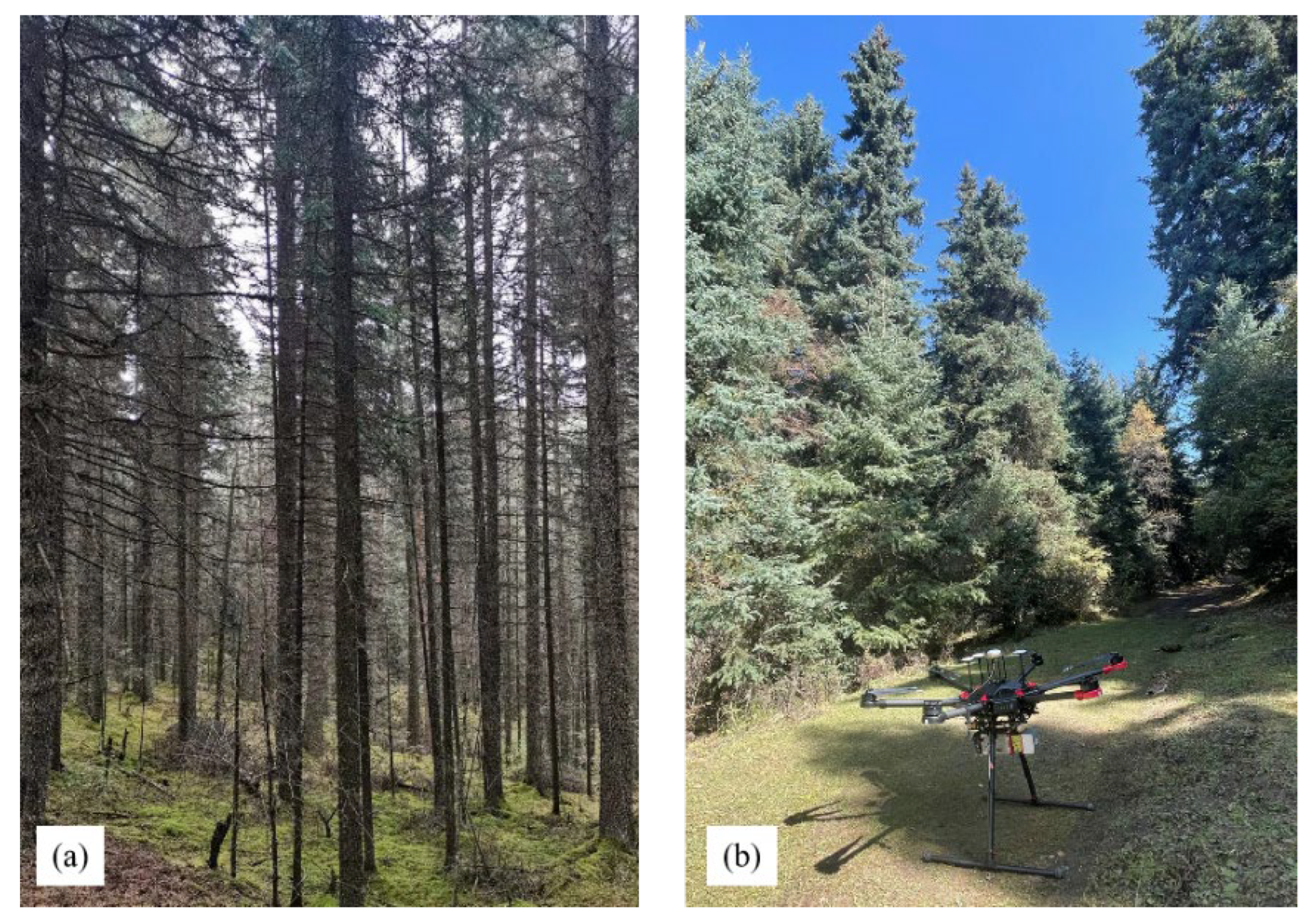 Forests 13 01163 g002 550