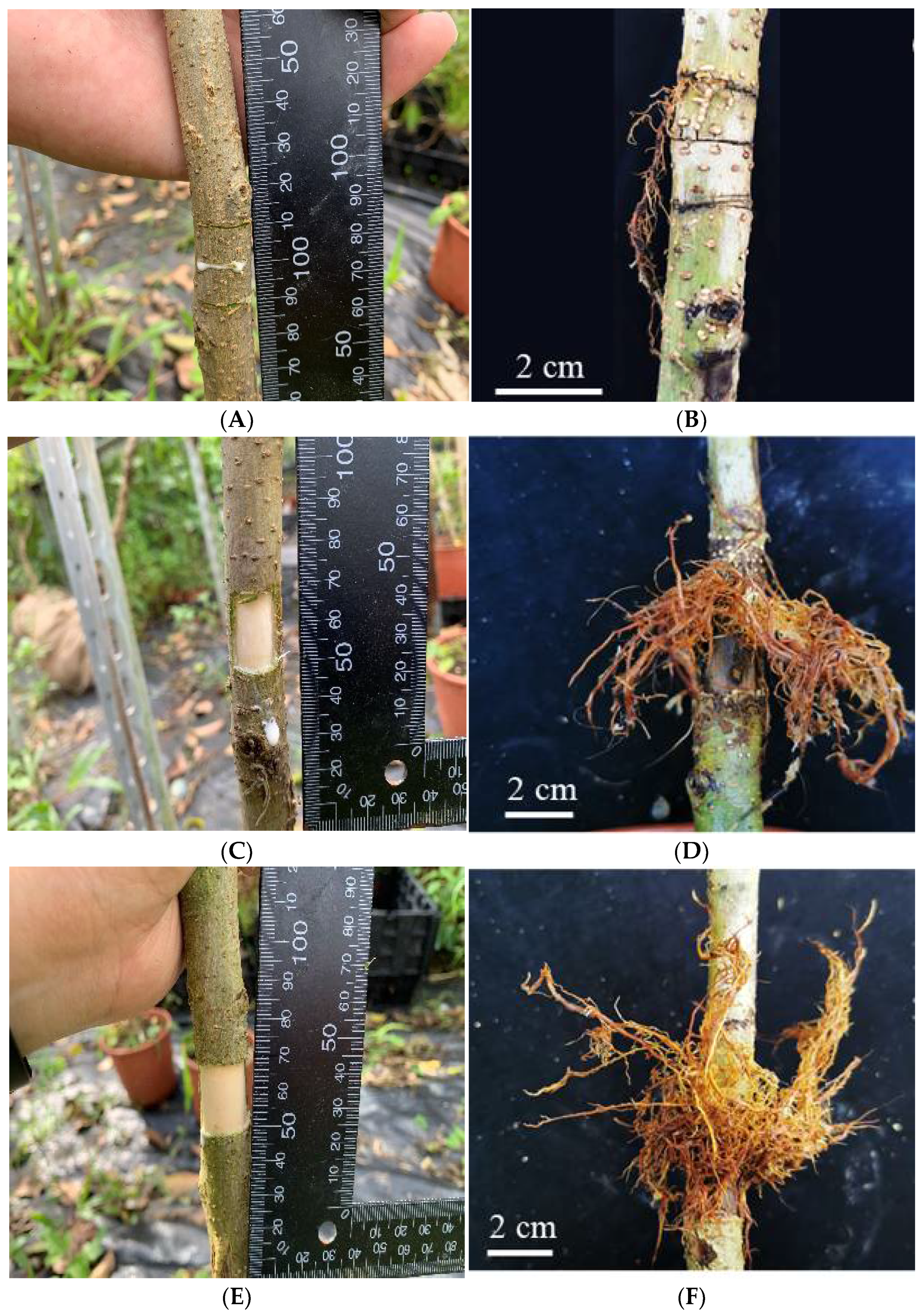 Forests 13 01165 g001