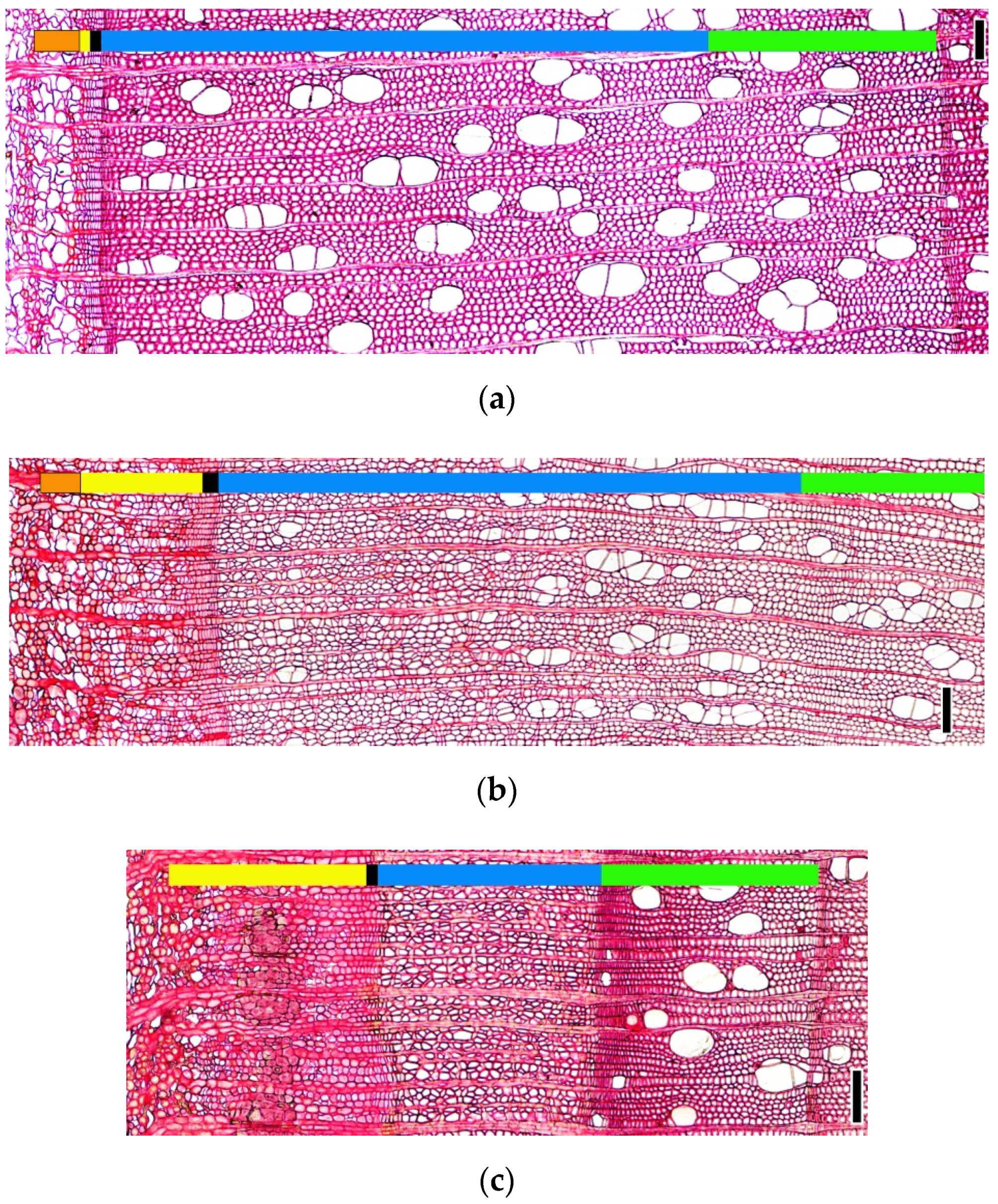 Forests 13 01171 g004 Forests 13 01171 g004