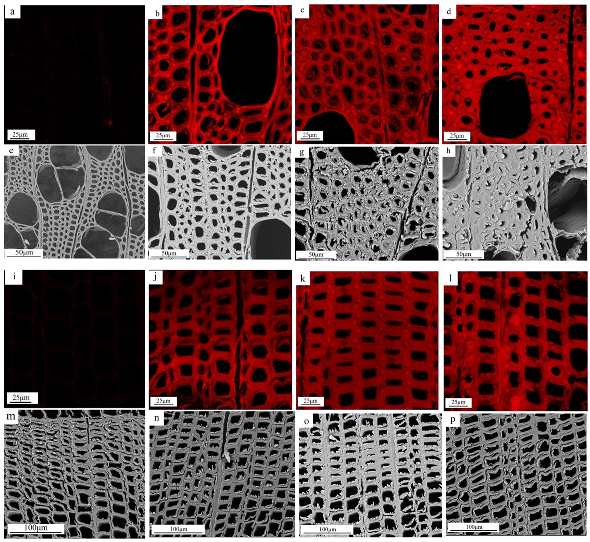 Forests 13 01176 g003