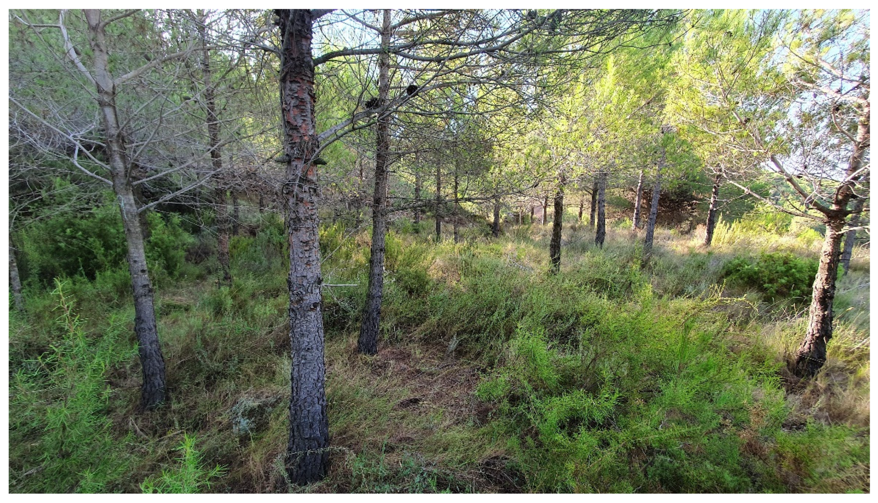 Forests 13 01189 g001