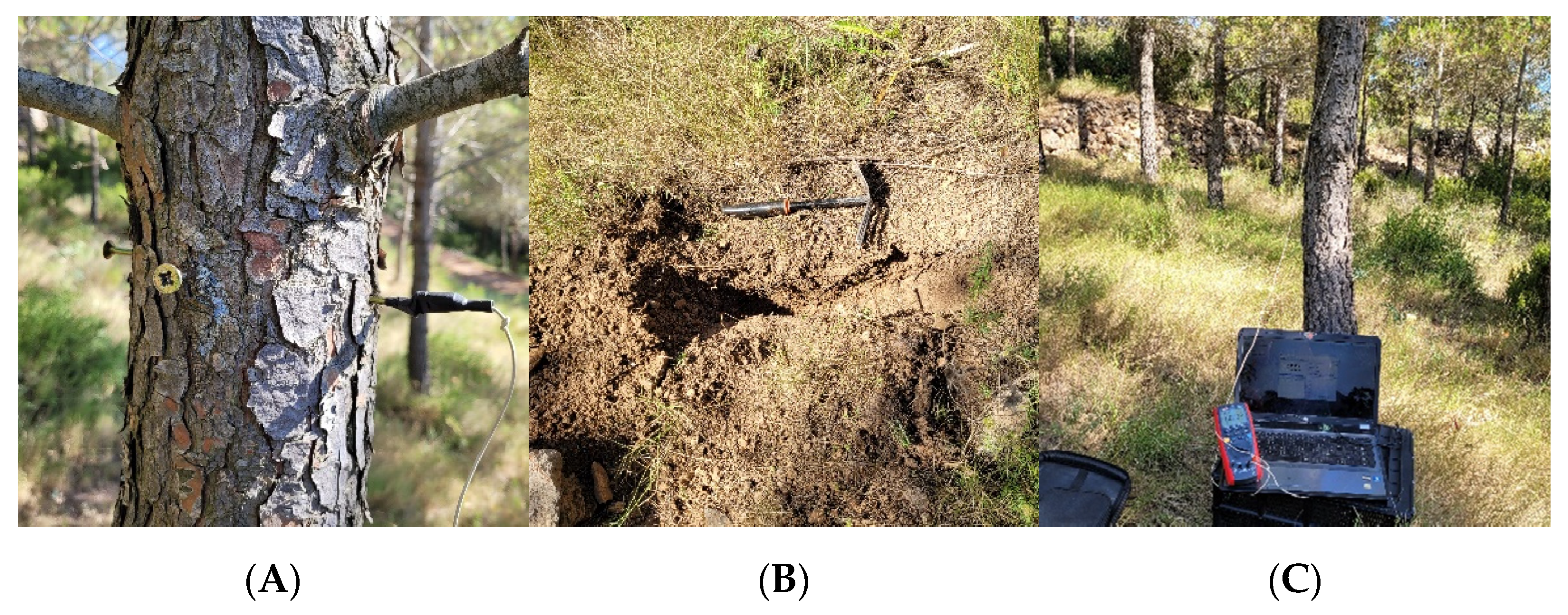 Forests 13 01189 g002