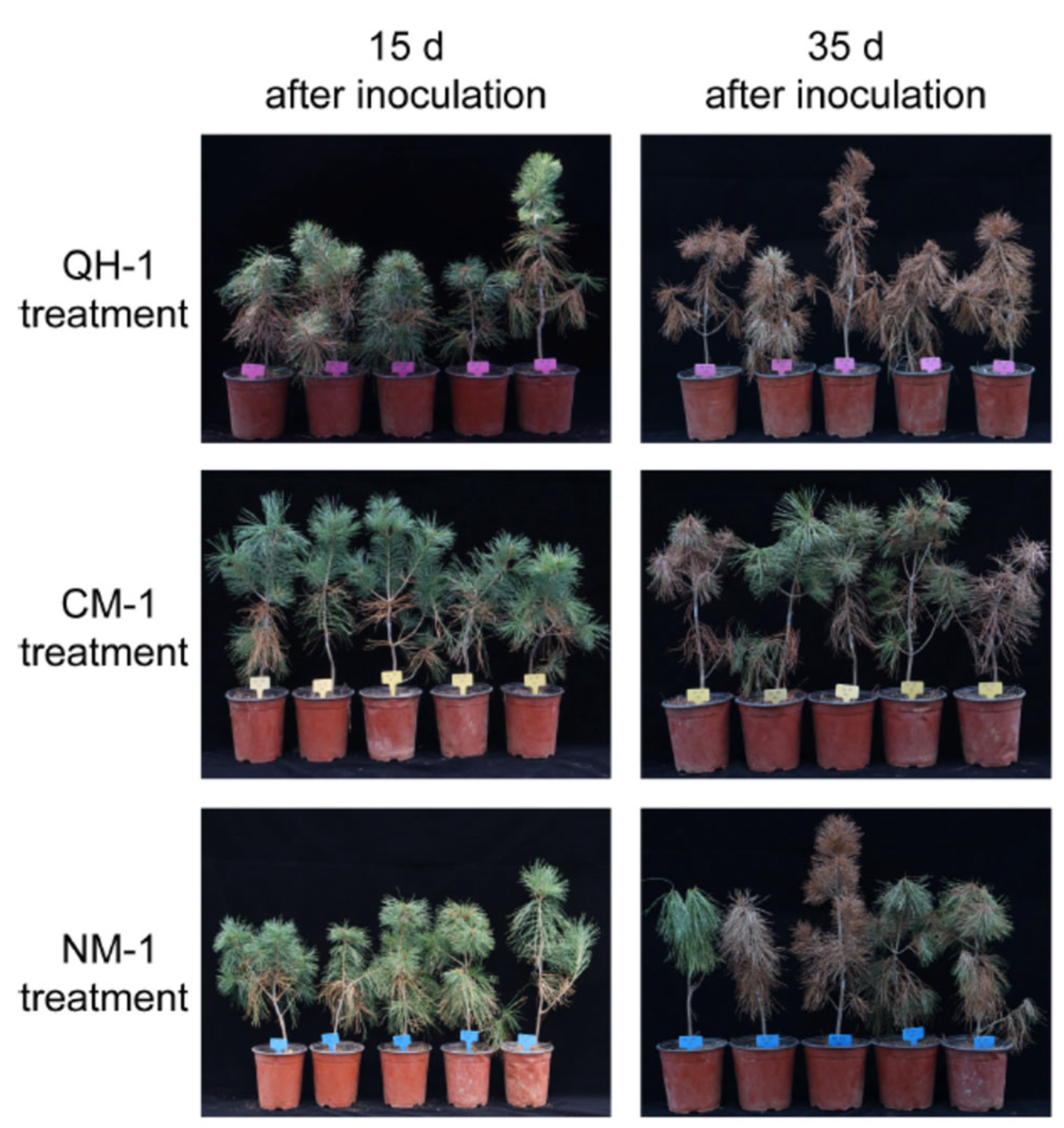 Forests 13 01197 g002 Forests 13 01197 g002