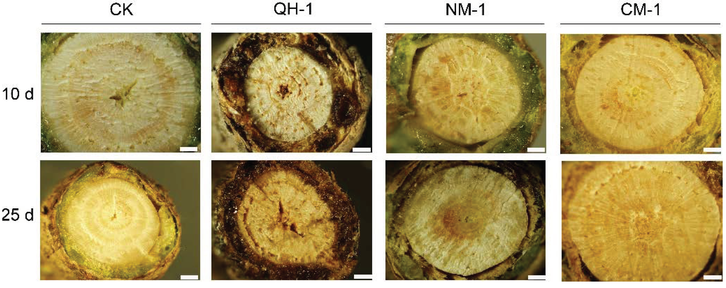 Forests 13 01197 g005 Forests 13 01197 g005