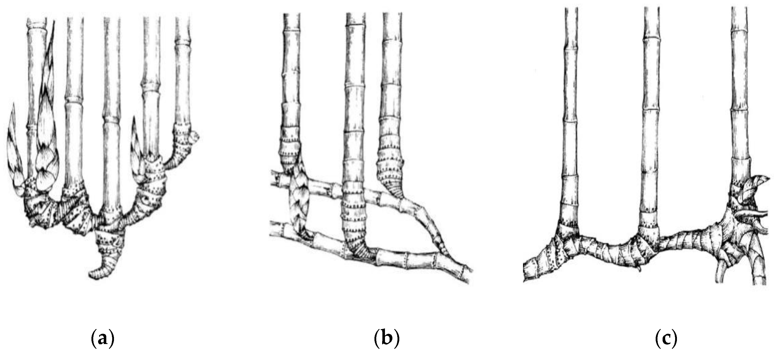 Forests 13 01218 g001 550
