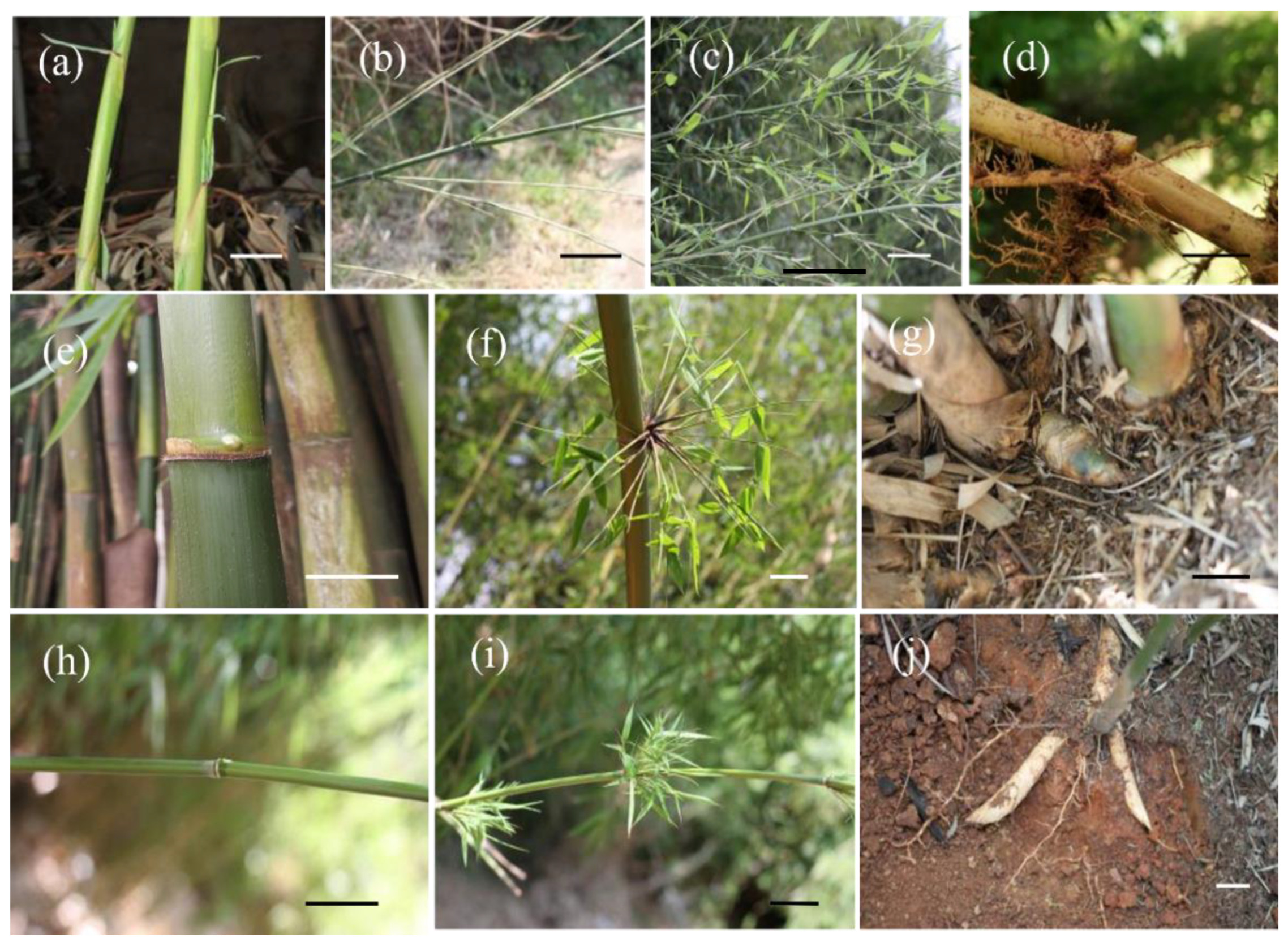 Forests 13 01218 g002 550