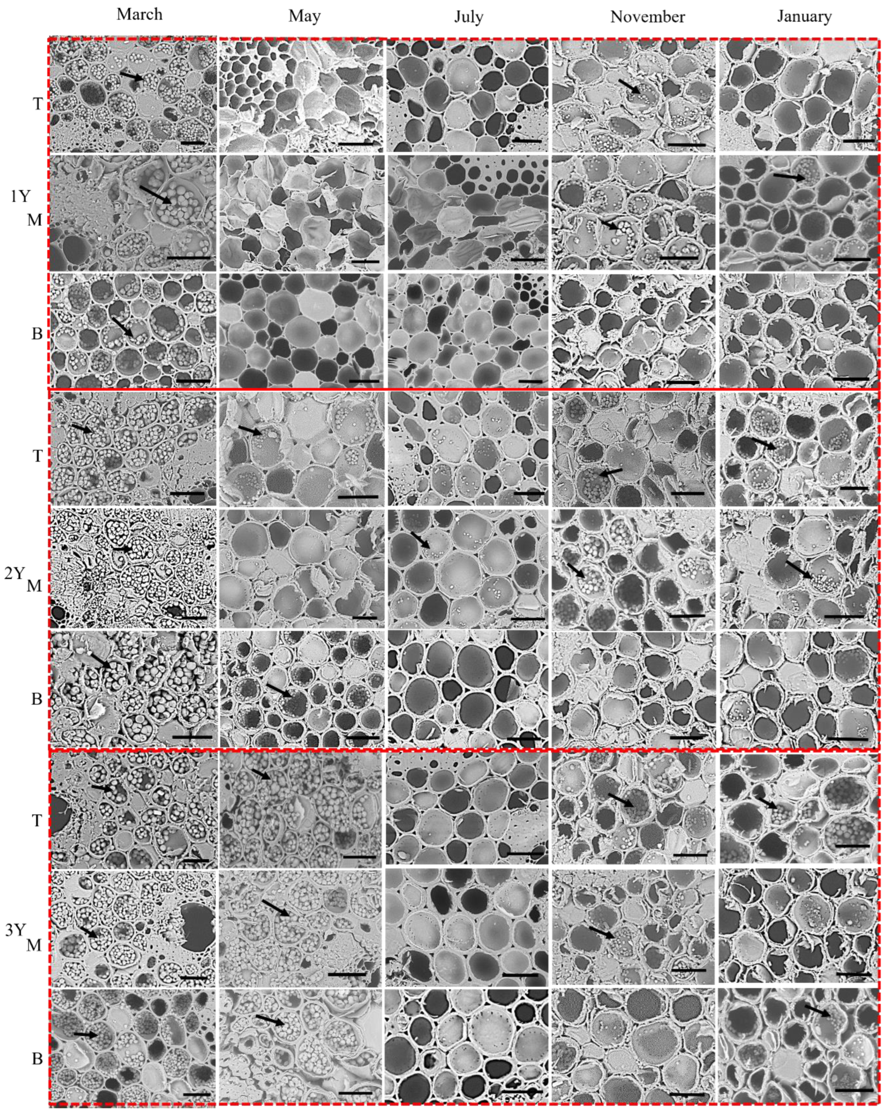 Forests 13 01218 g006 550