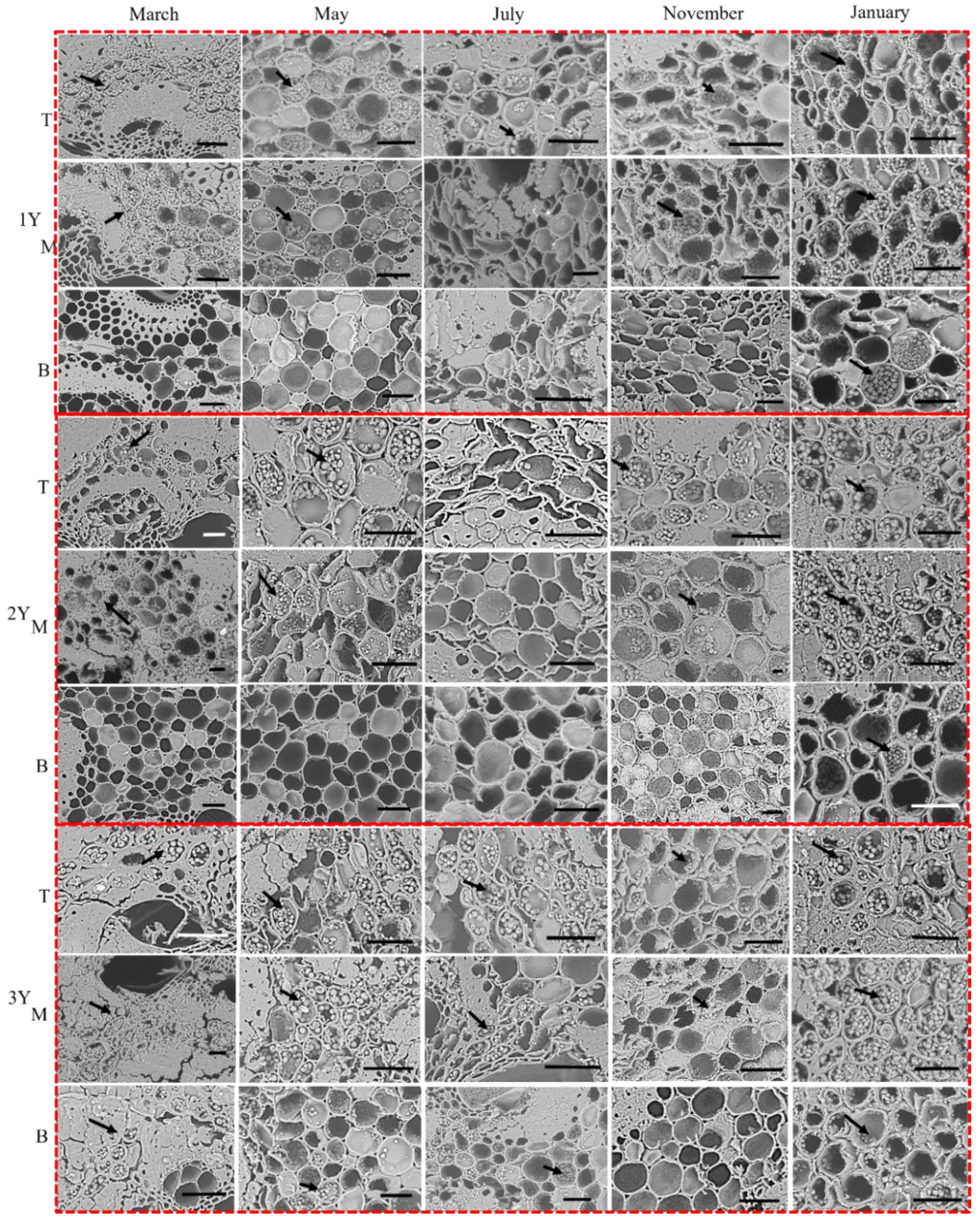 Forests 13 01218 g007 550