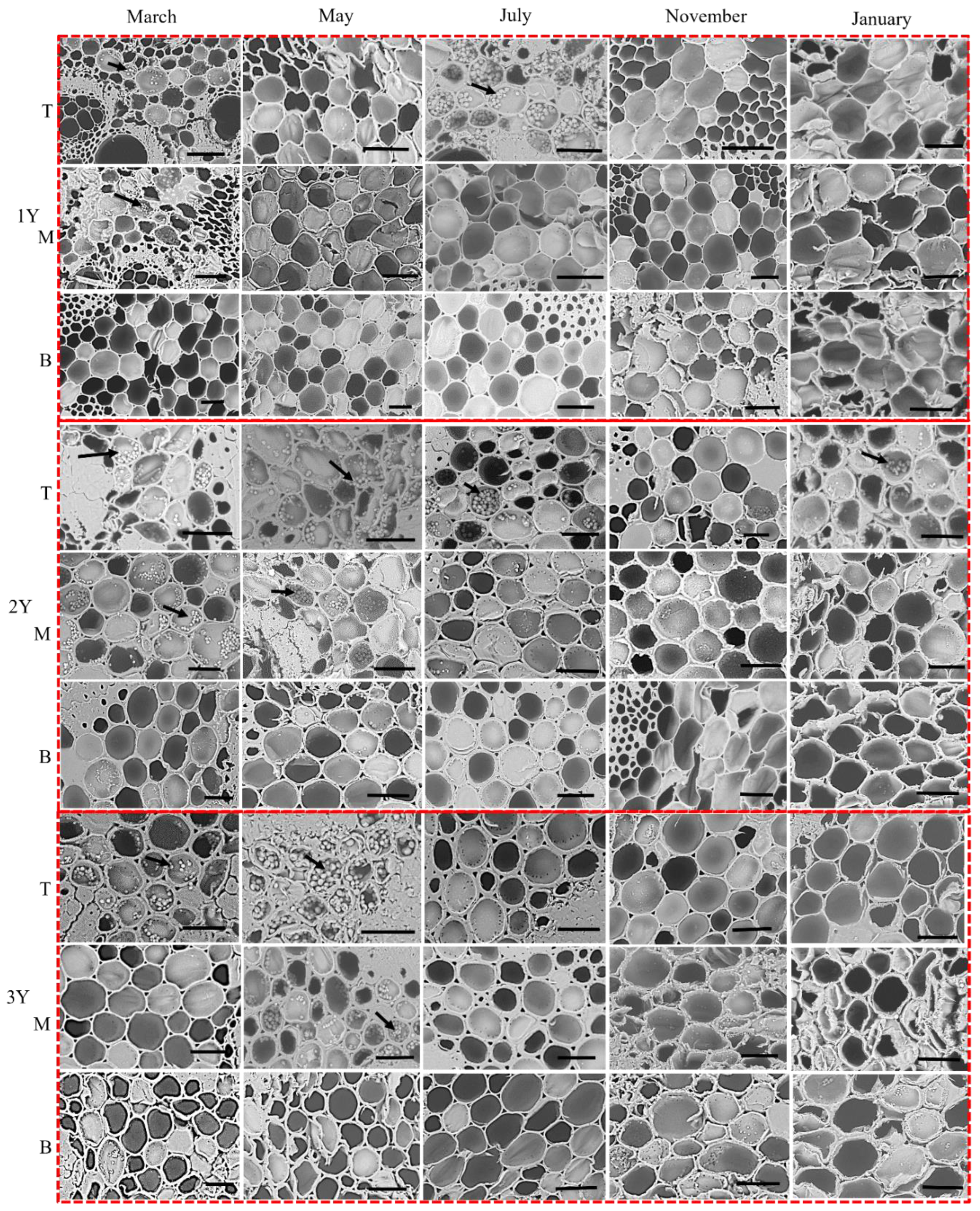 Forests 13 01218 g008 550